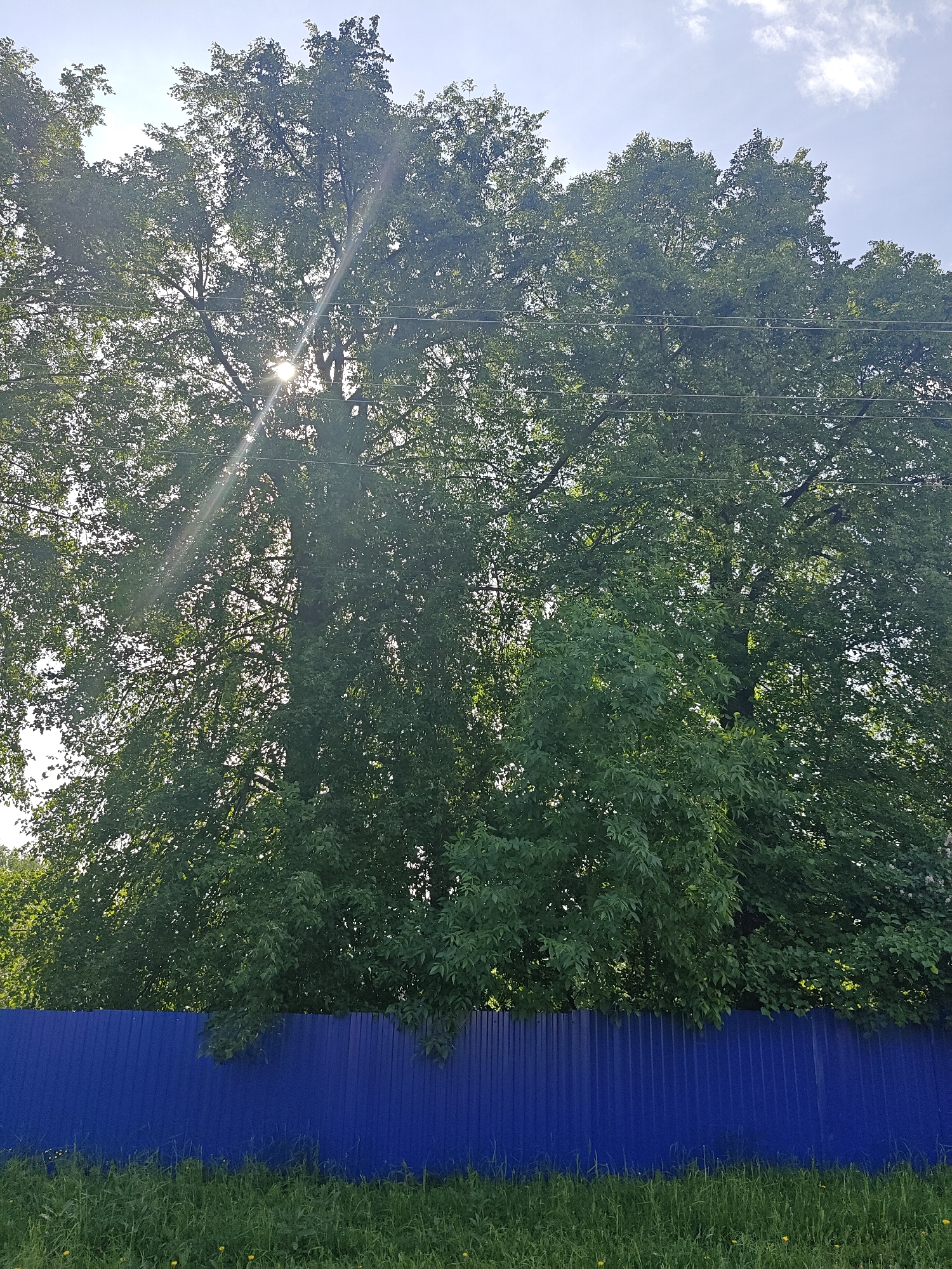 The image shows a bright, sunlit scene with large green trees dominating the view. Sunlight streams through the foliage. A blue corrugated metal fence runs horizontally across the lower portion of the frame. Grass and some small yellow flowers are visible at the base of the fence. Several telephone lines are visible running horizontally across the upper part of the scene through the trees. The location is possibly in or near the city of Фоки, Russia, based on the request. There are no people visible in the image.