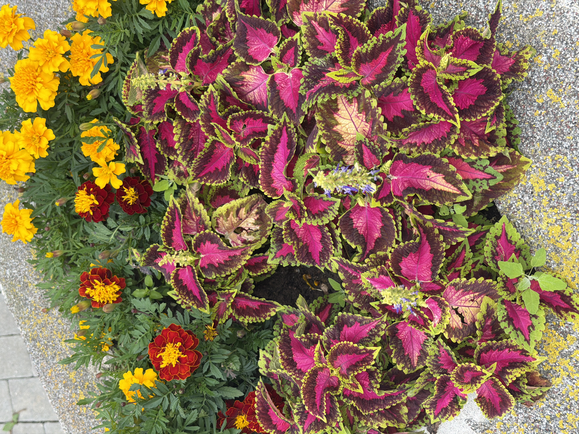 The image shows a close-up, top-down view of a flower bed. The primary subjects are coleus plants with vibrant pink, dark purple, and lime green leaves. Interspersed among them are marigold flowers in shades of yellow and red with yellow centers. The flower bed is bordered by a concrete structure speckled with yellow lichen. The background consists of grey pavement or walkway stones. No people are visible, and no specific location in Kaliningrad, Russia, can be determined from the image. The overall scene depicts a well-maintained, decorative planting.