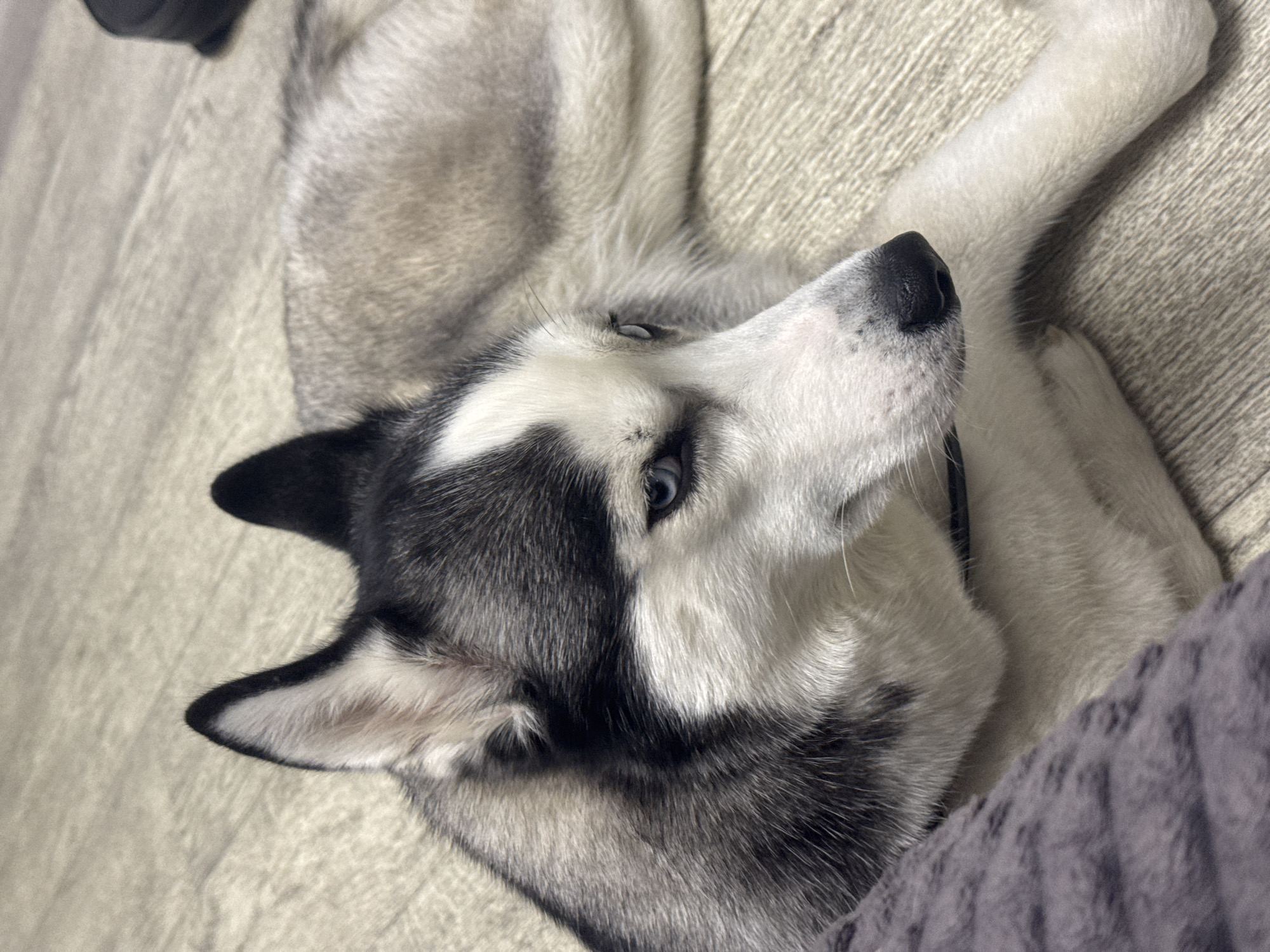 A Siberian husky with striking blue eyes and black and white markings lies on a light-colored wooden floor. The dog is positioned in a relaxed pose, with its body partially obscured by a textured gray blanket in the foreground. The background shows the grain of the wooden floor and a dark, circular object, possibly a shoe or bag, to the right. The lighting suggests an indoor environment. The location is Tolyatti, Russia.