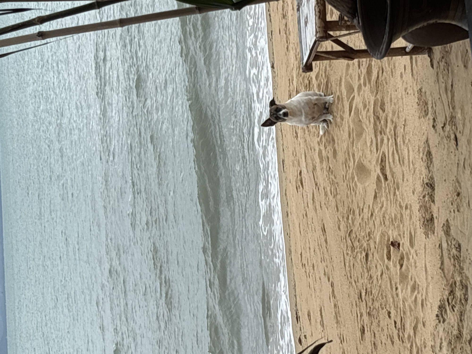 This image shows a beach scene in Baan Bo Phut, Thailand. A tan and white dog lies on the sand, near the shoreline, facing the camera. Waves are visible in the sea. There is a wooden structure, possibly part of a beach umbrella or seating, in the background. The sand shows tracks and marks, indicating previous activity. The water is relatively clear, with a light blue tint.