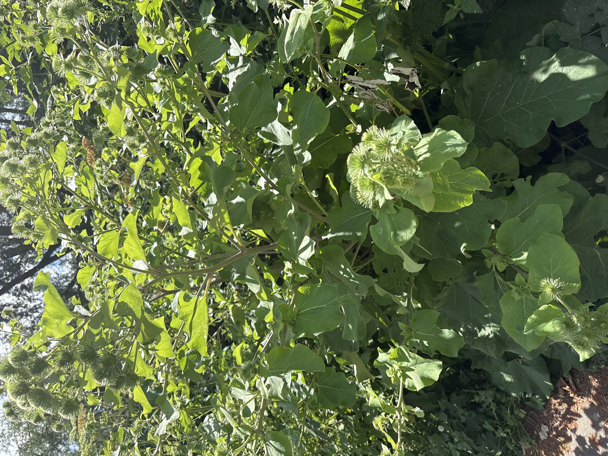 An outdoor, eye-level, medium shot captures a patch of burdock plants with prickly seed pods and large, rough leaves. The plants are dense and appear to be growing in an untamed area, possibly on the side of a path, indicated by a brown, gravelly surface on the lower left corner. Sunlight filters through the leaves, creating dappled shadows on the ground and the vegetation. The background is filled with more of the same plants and foliage, with a hint of tree branches and sky visible in the upper part of the frame. The overall impression is one of lush, wild growth in a natural or semi-natural environment.