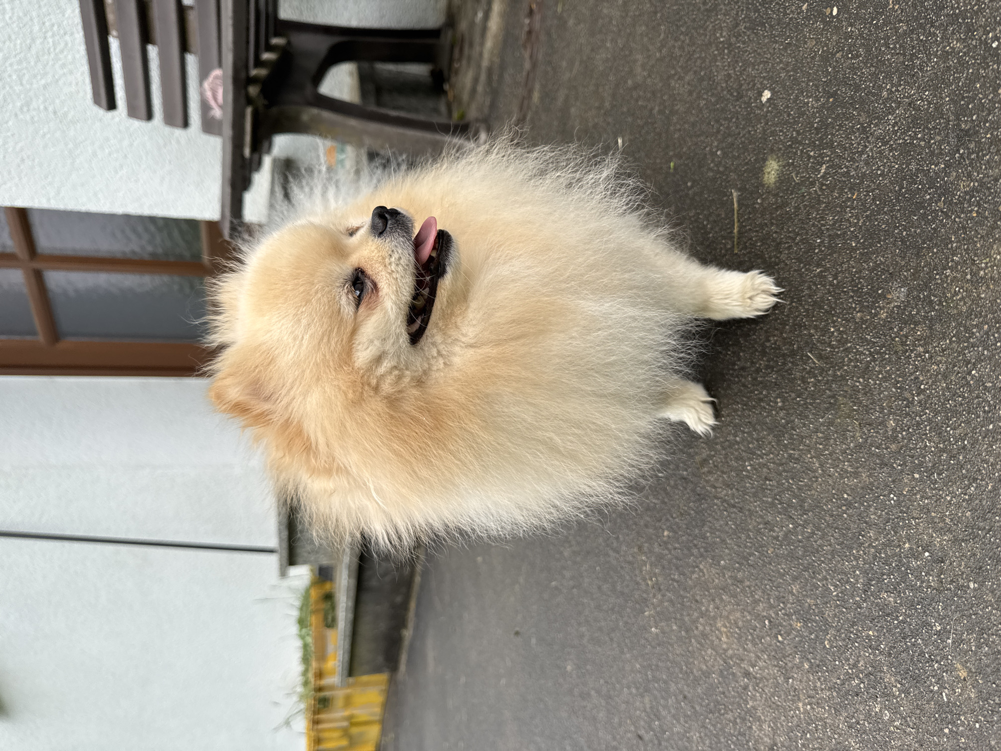 A light-colored, fluffy Pomeranian dog stands on a paved surface, likely a sidewalk or patio, in Bietigheim-Bissingen, Germany. The dog's tongue is sticking out. In the background, part of a white building with a window and the edge of a dark wooden bench are visible. The pavement is a uniform, dark gray.