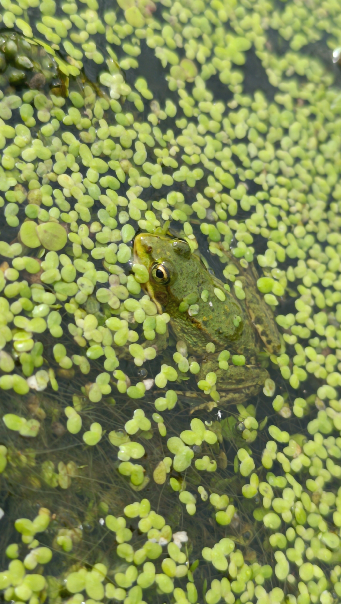 A frog is submerged in water, surrounded by green duckweed. The frog is green with brown spots and has its eye visible above the water. The duckweed covers the surface of the water, with some areas more dense than others. The water itself appears dark and murky. There are no people or man-made structures visible in the image. The image does not provide any information that would indicate its location in the city of Karsha, Russia, or any other specific geographical location.