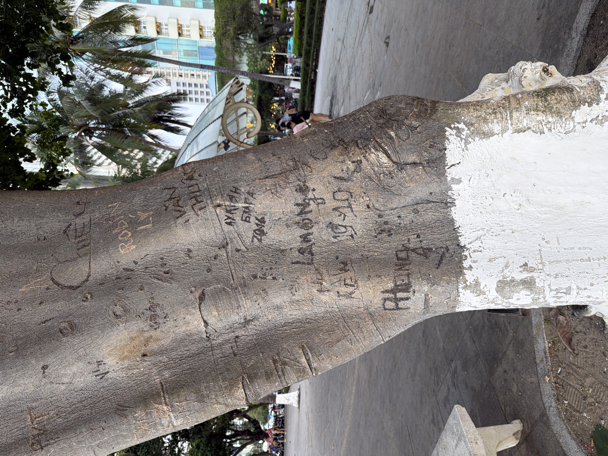 The image shows a close-up of a tree trunk covered in carved graffiti. The tree is located in a public outdoor space, likely a park or plaza, in Nha Trang Ward, Vietnam. In the background, palm trees and modern buildings are visible, suggesting an urban setting. The trunk of the tree is rough and textured, with various names, dates, and symbols carved into its surface. Some of the carvings are partially obscured by bark or wear. The base of the tree trunk is painted white, with some of the paint peeling off. A stone bench is partially visible in the lower left corner of the image, and a paved walkway is in the background. The lighting suggests it is daytime, with some dappled sunlight on the tree.