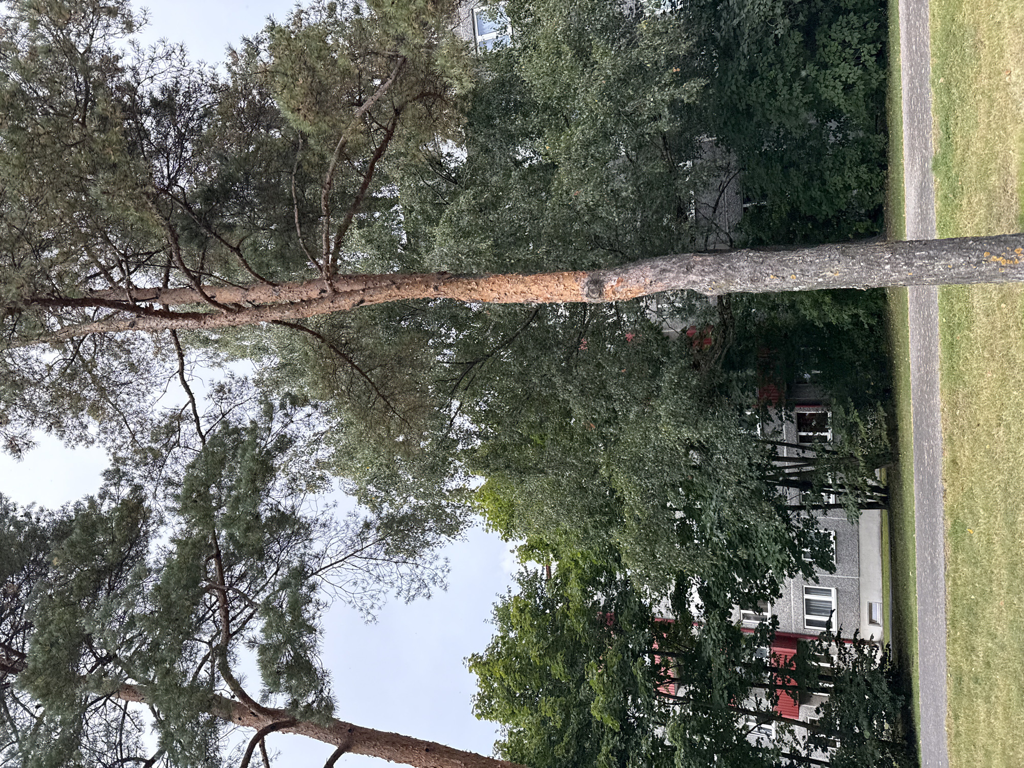 In Tallinn, Estonia, an outdoor scene captures a view of apartment buildings partially obscured by lush green trees and tall pine trees. A paved pathway runs horizontally across the foreground, bordered by a strip of green grass. The apartment buildings feature gray facades with red accents and numerous windows, some of which are visible through the foliage. The sky is overcast.