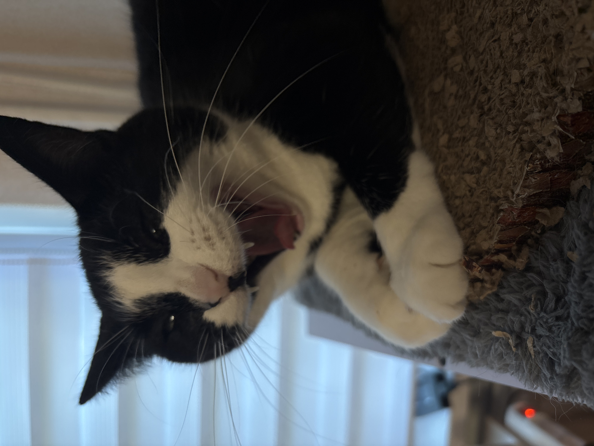 A black and white cat is captured mid-yawn, its mouth wide open revealing its pink tongue and teeth. The cat is lying down on a scratching post, with its front paws crossed and resting on the textured surface. In the background, a window with horizontal blinds is visible, letting in diffused light. The scene appears to be indoors, possibly in a home environment. No specific location in Saint Petersburg, Russia, can be determined from the visual information provided.