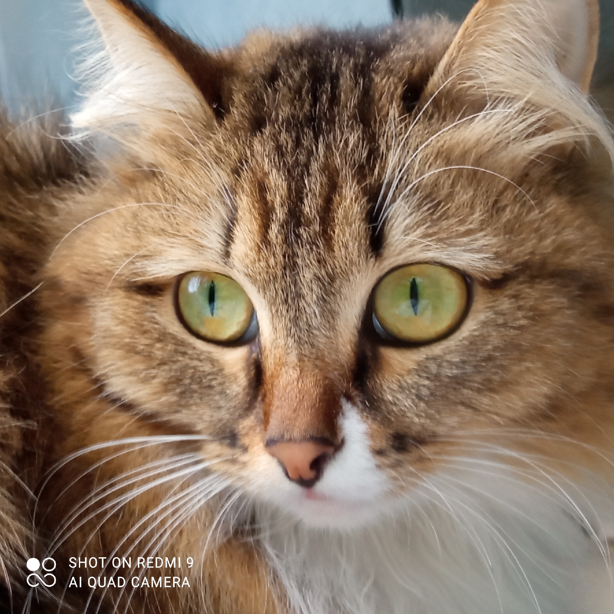 A close-up, square-format photograph shows the face of a long-haired cat. The cat has brown and tan striped fur on its head and a white patch on its lower face and chest. Its eyes are large and green with vertical black pupils. The cat is looking directly at the camera. The background appears to be a soft, blurry blue. "SHOT ON REDMI 9 AI QUAD CAMERA" is printed in the bottom left corner of the photo. There is no evidence in the image to indicate the location is Chaikovsky, Russia.