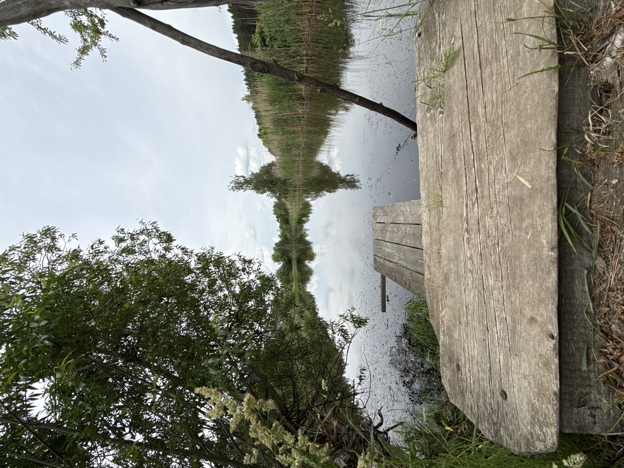 This image depicts a serene natural waterscape, identified as being in Mykolaivka, Ukraine. The scene is viewed from a low perspective, focusing on a calm body of water bordered by dense vegetation under an overcast sky.
In the immediate foreground, a weathered, light-gray wooden plank or dock section extends horizontally, covering the lower third of the image. The wood displays prominent grain patterns, with two rusty nails visible on its surface. Dry leaves, small twigs, and patches of green grass are interspersed around the base and edges of this wooden structure.
Beyond the foreground plank, a calm, dark body of water occupies the middle ground. Its surface reflects the cloudy sky and the surrounding greenery, creating a mirrored effect. Dark, irregular patches of detritus or aquatic plants float on the water, particularly dense near the left bank. A narrower, lighter-colored wooden plank extends from the main foreground structure into the water towards the center-left. On the right side, a thick, bare tree branch or log, dark brown and textured, protrudes diagonally from the water's edge, leaning upwards towards the right frame.
The left bank of the water is characterized by lush, dark green foliage from a large tree, its branches heavily laden with elongated leaves that droop towards and into the water. The lower section of this tree's trunk is gnarled and partially obscured by lighter-colored, feathery clusters of tall grass or reeds. The tree's reflection is distinctly visible in the water.
The far bank, stretching across the mid-distance, features a thick, tall expanse of green reeds or cattails, forming a dense barrier. Behind these reeds, a line of darker green coniferous trees, likely pines, is visible. A solitary, slender, light-barked tree, possibly a birch, stands out against the reeds in the center-background, its reflection mirrored clearly in the water.
The sky above is light gray and overcast, with soft, diffused clouds. There are no people or animals visible, and no discernible actions or interactions are taking place. The overall impression is one of undisturbed natural tranquility.