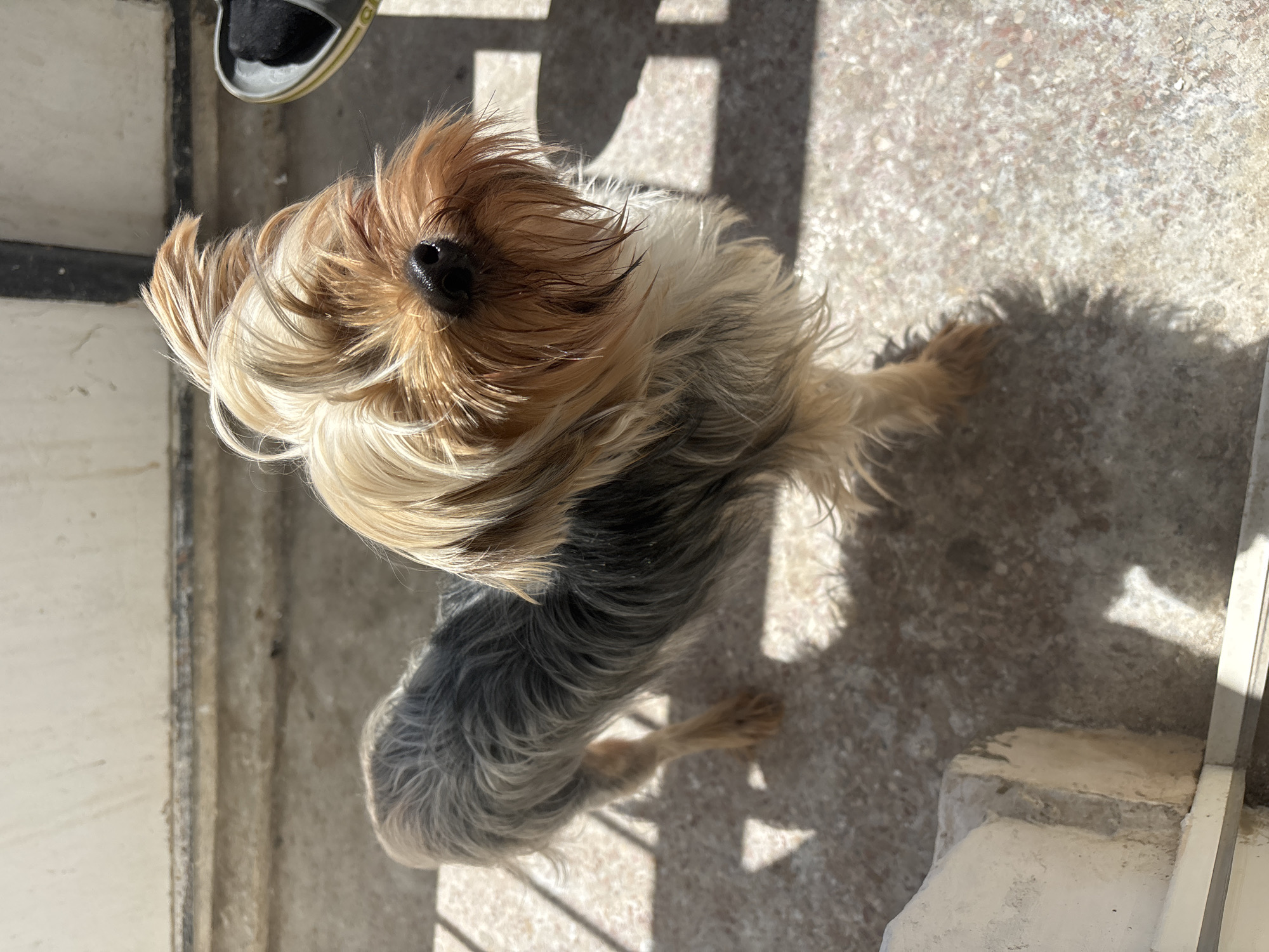 A Yorkshire Terrier stands on a concrete surface in Chornomorskoe, Ukraine. The dog is facing the camera, its head tilted slightly. Its fur is long and a mix of tan, brown, and grey. A shoe is partially visible in the upper left corner. Shadows from a railing or fence are cast across the concrete.