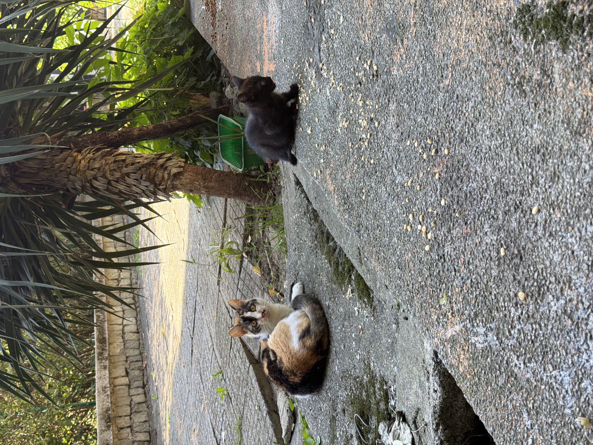 Two cats are in a paved outdoor area, possibly a courtyard or walkway, near a palm tree. A calico cat lies on the left, facing the camera. A black kitten is crouched on the right, eating from scattered pellets on the ground. The environment is green and overgrown, with a stone wall in the background. The specific location in Pazardzhik, Bulgaria, cannot be determined from the image alone.