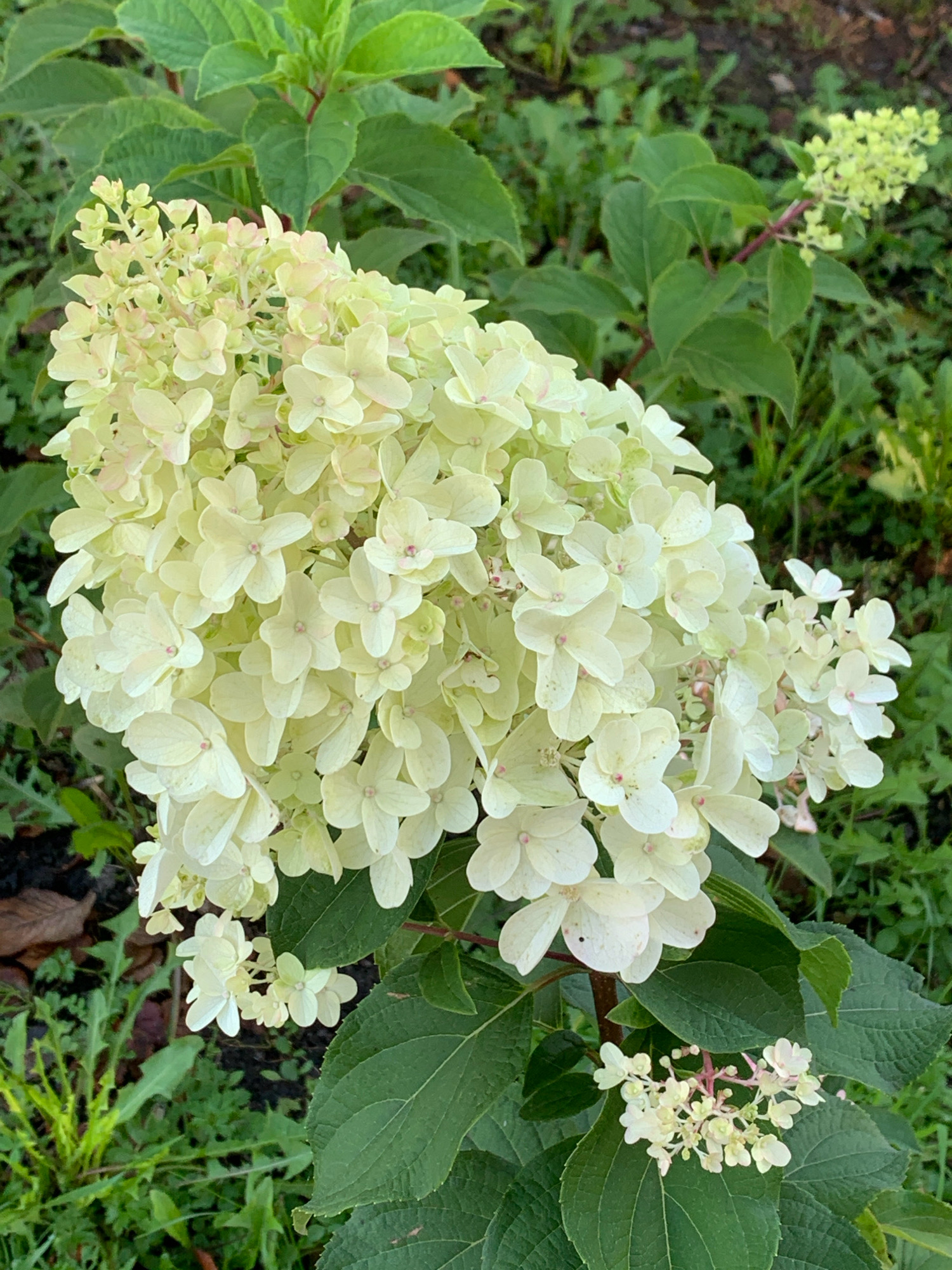 The image shows a close-up of a white hydrangea flower. The flower has a large, cone-shaped bloom composed of many small, delicate white petals. The petals are slightly tinged with pink, especially towards the center of the bloom. The flower is surrounded by lush green leaves and other foliage, suggesting an outdoor setting. The background is blurred, indicating a shallow depth of field, which focuses attention on the hydrangea. There are no people, animals, or man-made objects visible in the image. The scene appears to be in a garden or natural environment. The location in Prokopyevsk, Russia, is not discernible from the visual information provided in the image.