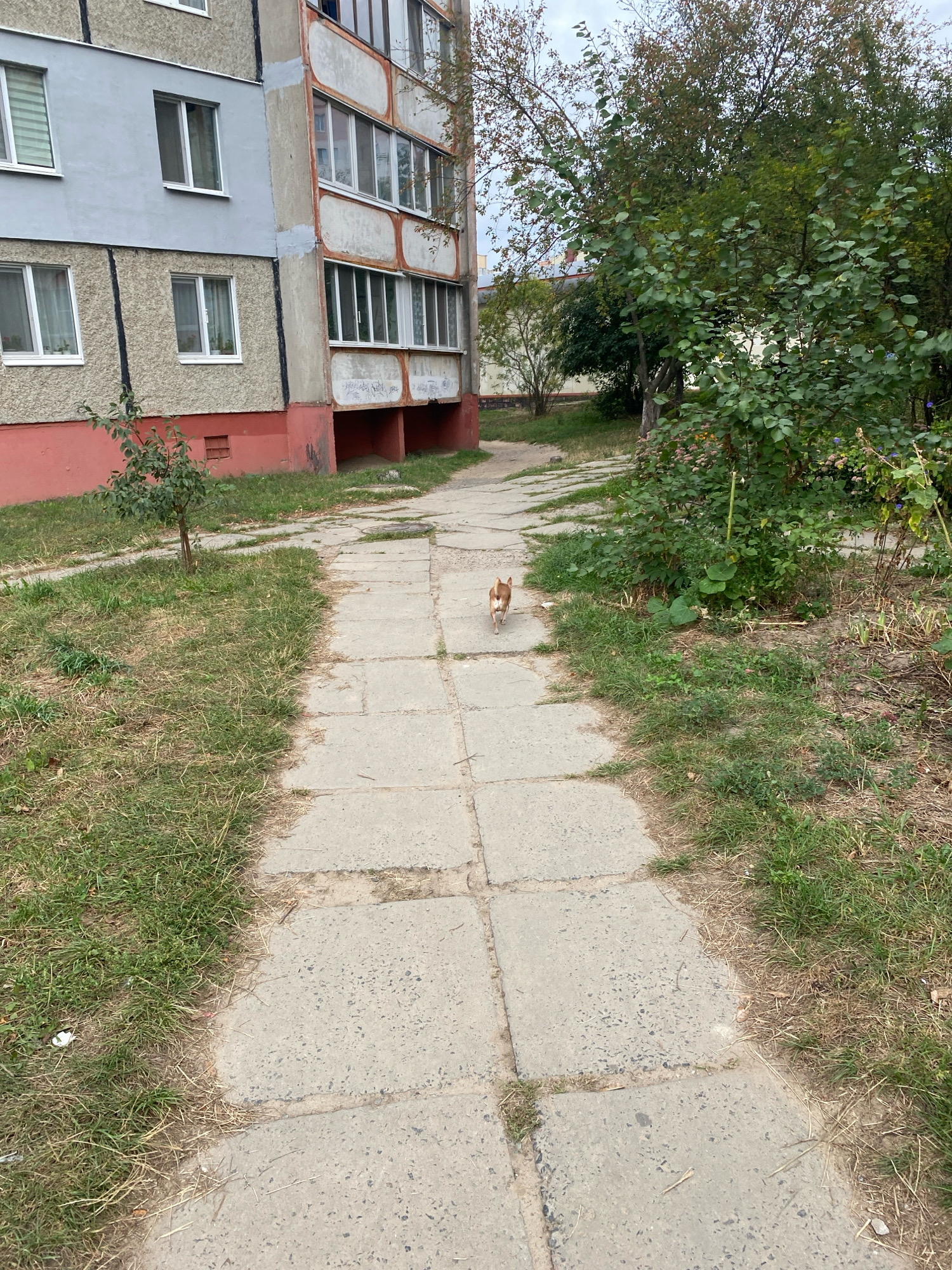 A small, light brown and white dog is walking away from the camera on a concrete pathway. The pathway is made of rectangular concrete slabs and is bordered by grass and some vegetation. To the left of the pathway is a multi-story apartment building with gray and pink colored sections and multiple windows. There are trees and bushes visible behind the pathway and to the right of the building. The scene appears to be in a residential area of Zhlobin, Belarus, under an overcast sky.