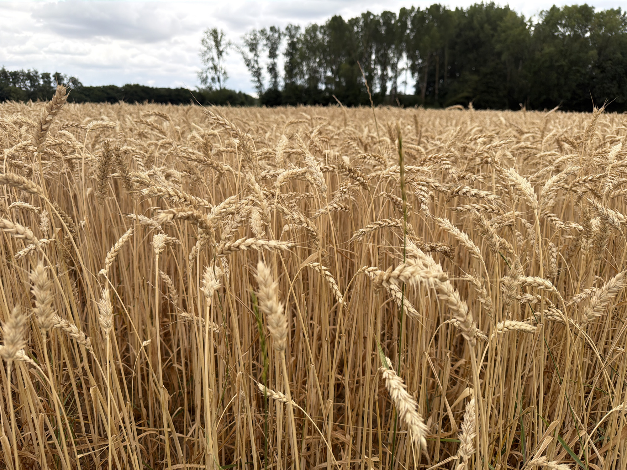 The image depicts a field of ripe wheat in Melick, Netherlands. The wheat stalks are golden brown and stand densely packed, creating a textured landscape that recedes into the background. The foreground shows individual wheat heads in sharp focus, with some appearing taller and more prominent than others. A line of trees forms the horizon, with a cloudy sky above. The overall impression is one of rural tranquility and a bountiful harvest.