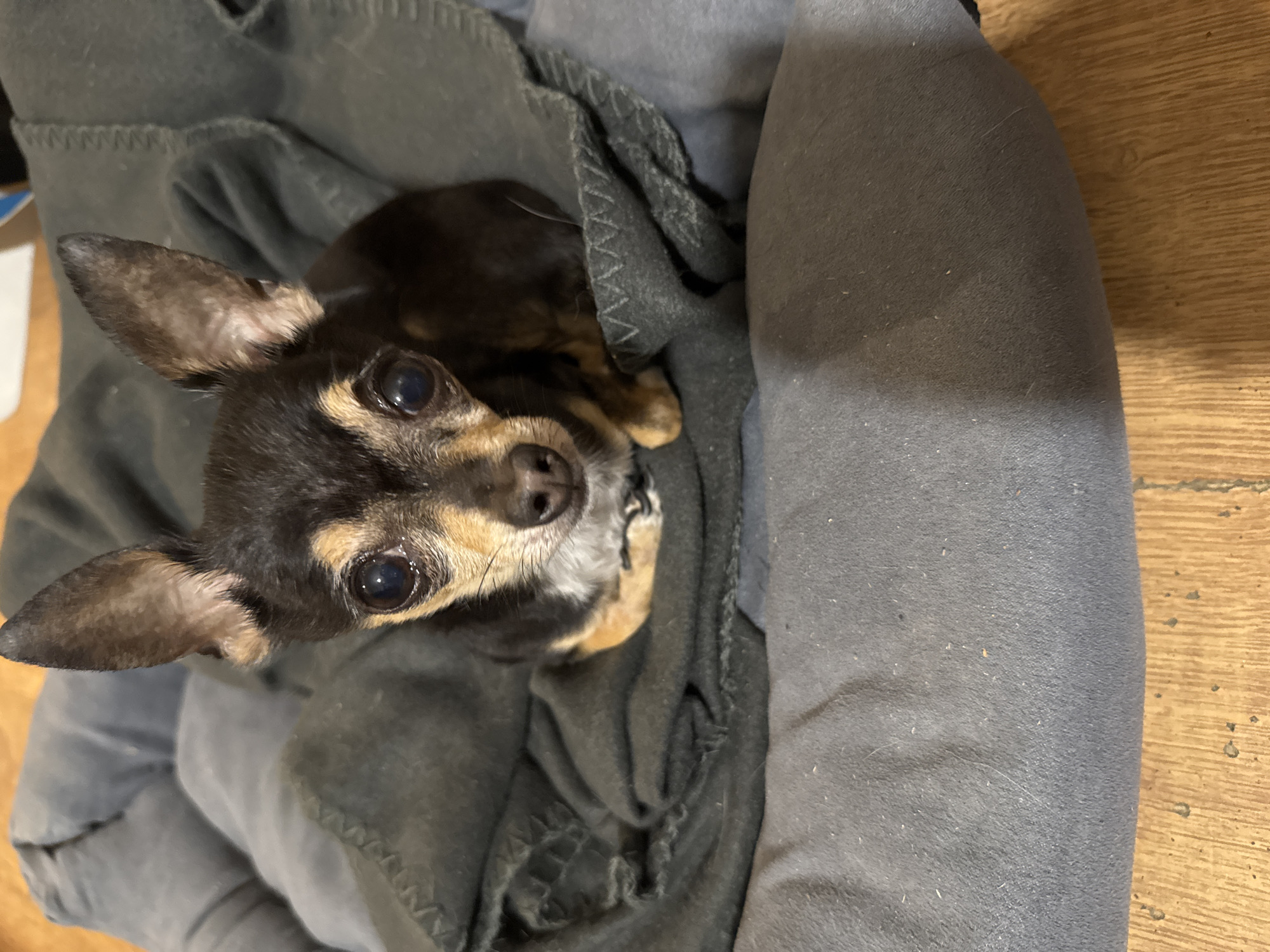 A chihuahua dog is nestled in a gray dog bed with a gray blanket. The dog has dark brown and tan fur, large dark eyes, and prominent ears. The bed is on a wooden floor. The image appears to be taken indoors, in a domestic setting. There is no information in the image to suggest a location in Sofia, Bulgaria.