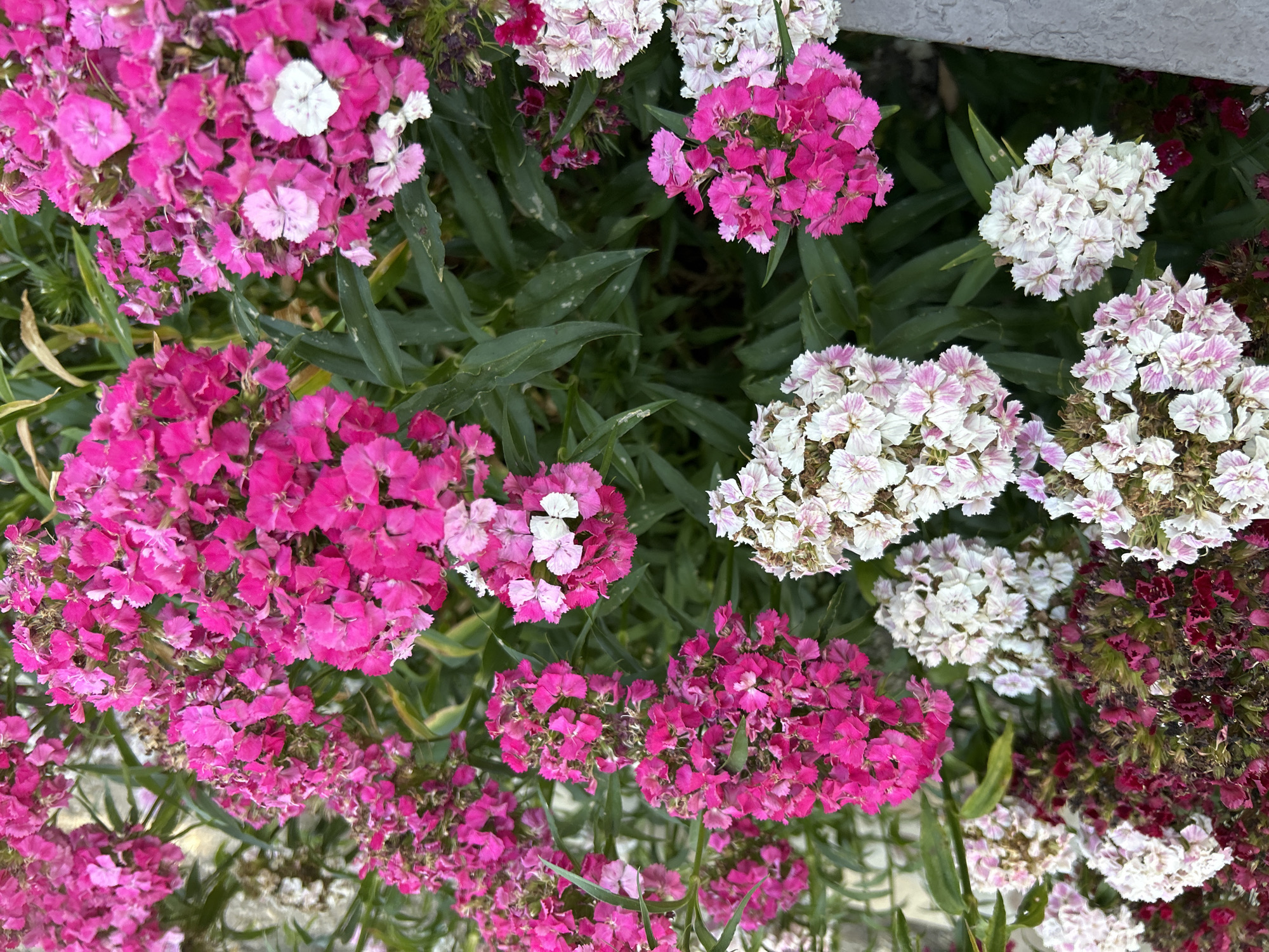 This is a close-up, overhead shot of a dense patch of dianthus flowers in various shades of pink, white, and red. The flowers are clustered together in full bloom, with many individual florets forming rounded heads. The petals are finely cut and ruffled, giving the flowers a delicate appearance. Lush green foliage provides a backdrop to the vibrant blooms. The image appears to have been taken outdoors, possibly in a garden or public green space. There is no visible indication of the specific location within Gelendzhik, Russia.