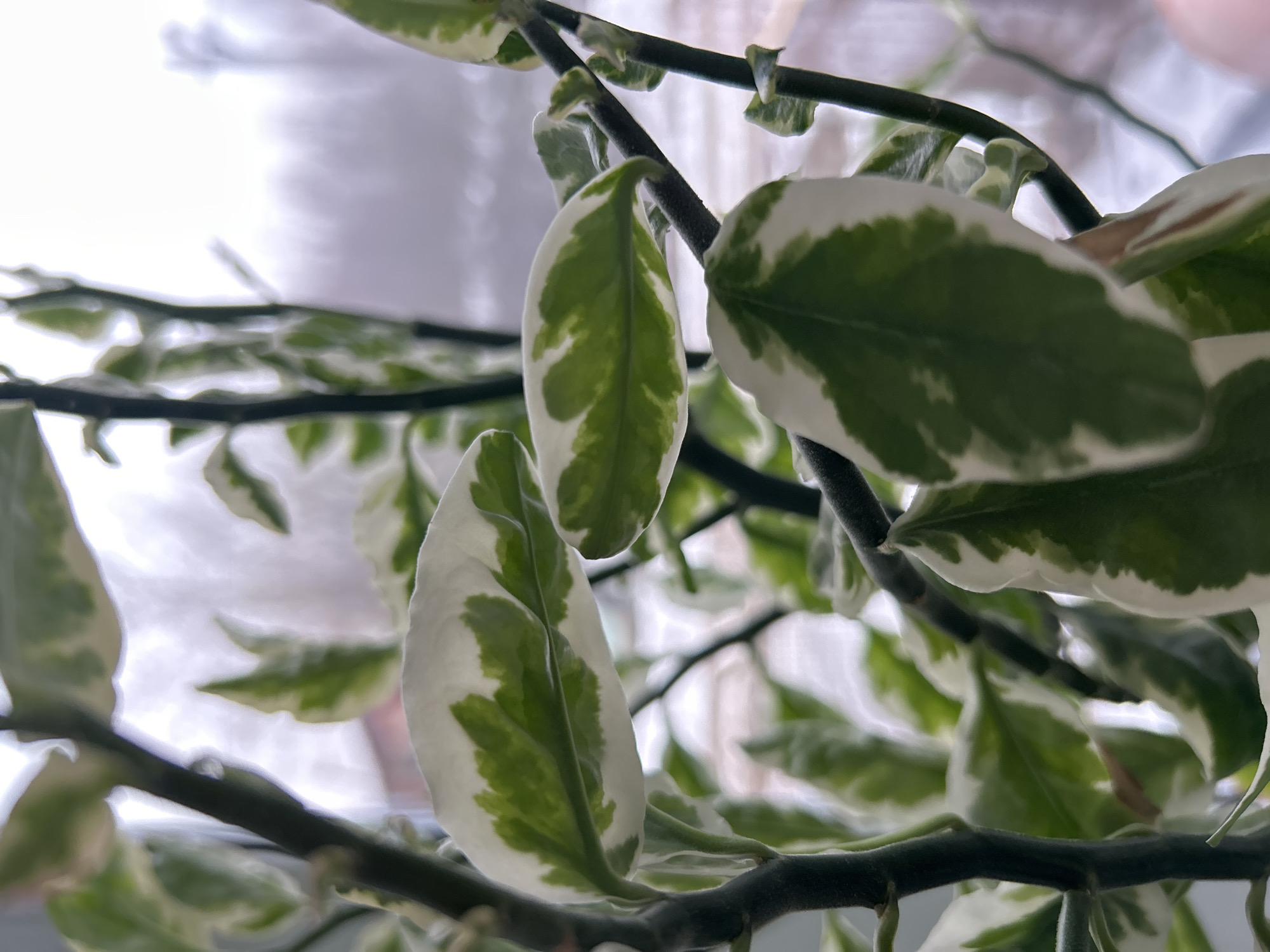 The image shows a close-up of a plant with green and white variegated leaves and dark brown stems. The plant is indoors, with a blurred window in the background providing soft, diffused light. The leaves are the main focus, showing a pattern of green patches surrounded by a white border. The plant's branches extend in multiple directions. The location is not determined by the contents of the image.