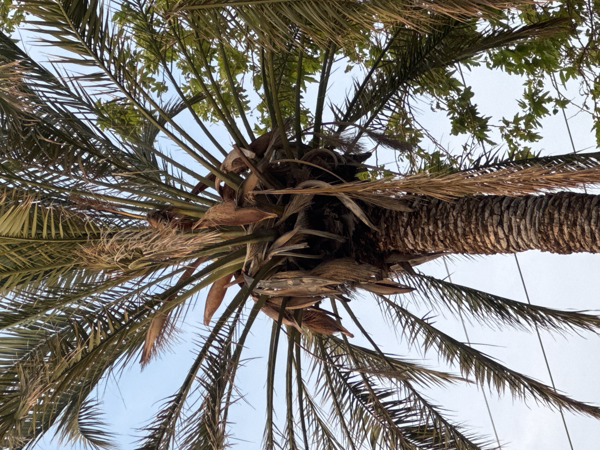 The image shows a view looking up into the fronds of a palm tree. The trunk of the tree is visible on the right side of the frame, with its textured bark. Palm fronds radiate outwards, partially obscuring the pale sky visible between them. Other green leafy vegetation is visible. The location is Unknown, Unknown.