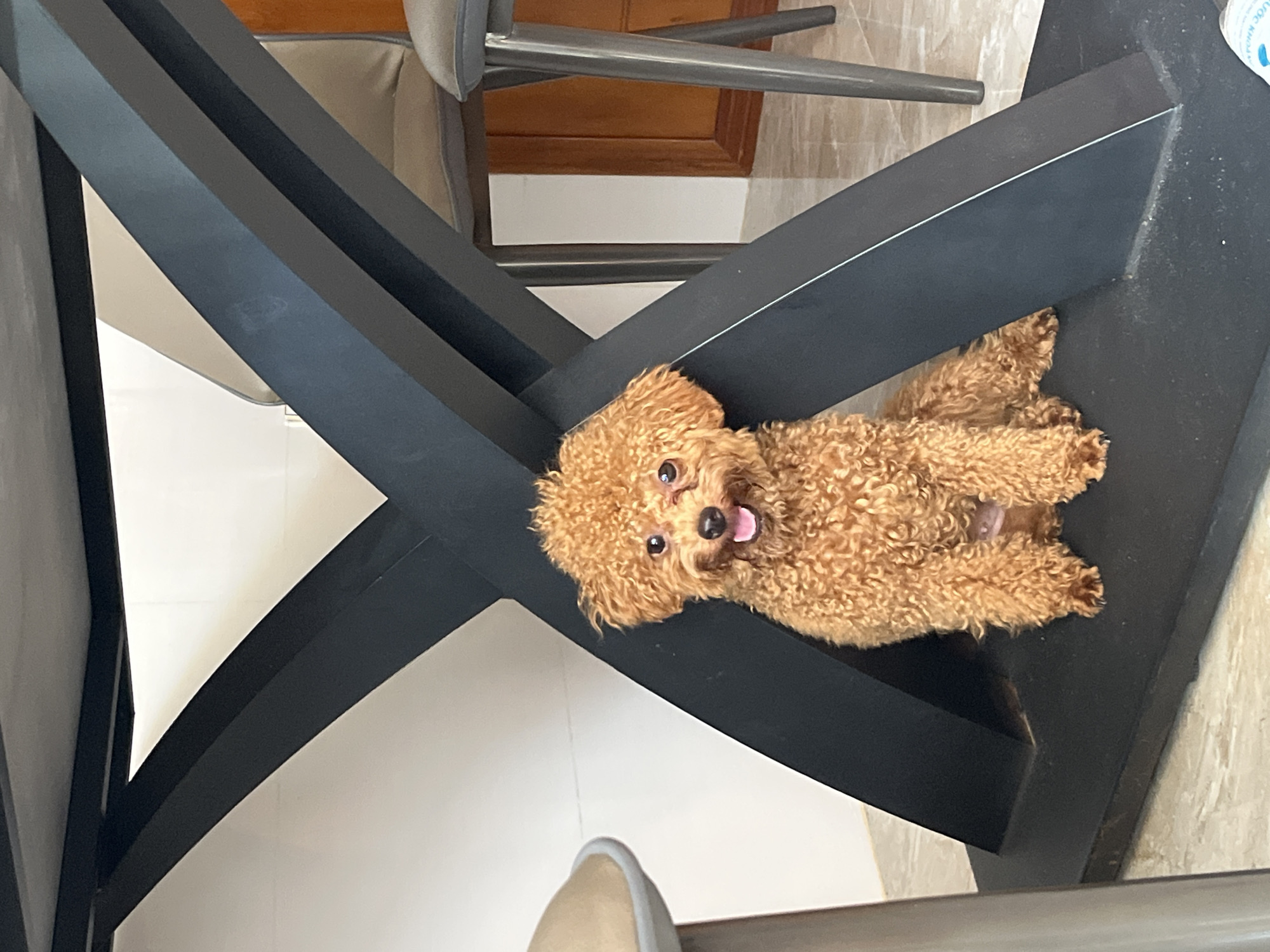 A fluffy, brown-colored poodle lies on a black, angular surface, possibly part of a table or furniture. The dog is facing upwards with its tongue slightly visible. The location is Bac Nha Trang Ward, Vietnam, although this is not evident from the scene.