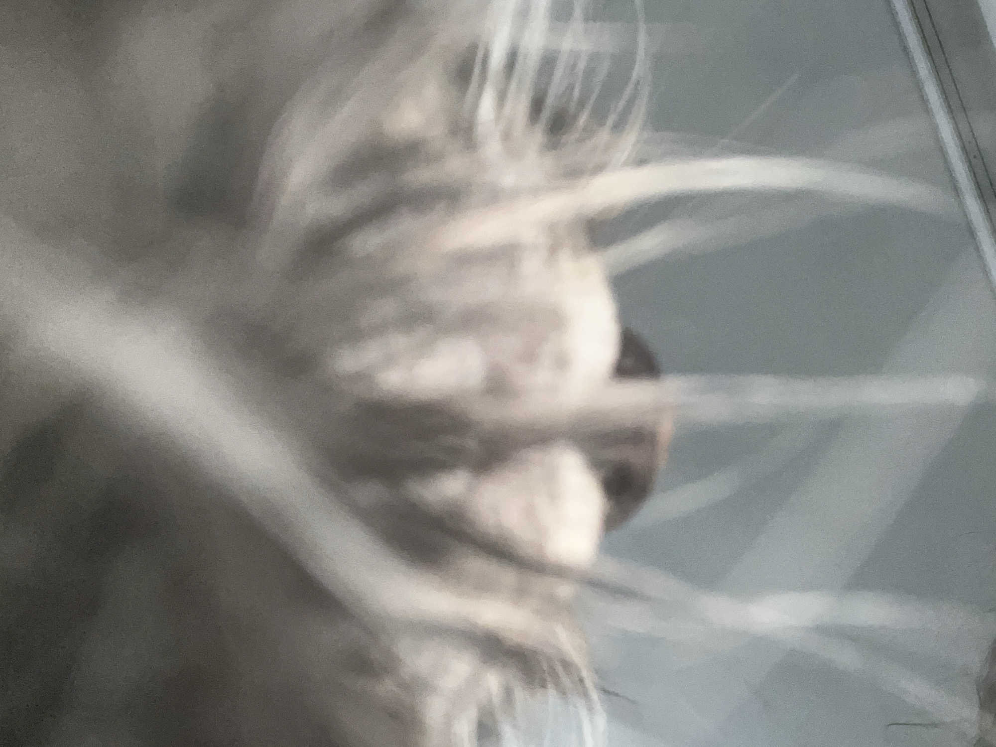 The image is an abstract, out-of-focus close-up of what appears to be the underside of a furry animal, possibly a cat, with its head pointing downwards. The fur is predominantly gray and white, with some darker areas. The animal's face or muzzle is visible, with two light-colored areas that could be eyes or the bridge of its nose. Long strands of fur hang down, blurring the background, which appears to be a light gray, possibly a wall or a window. The lighting is somewhat dim, with a bright light source creating highlights on the fur. There is no indication of the city or any specific location.