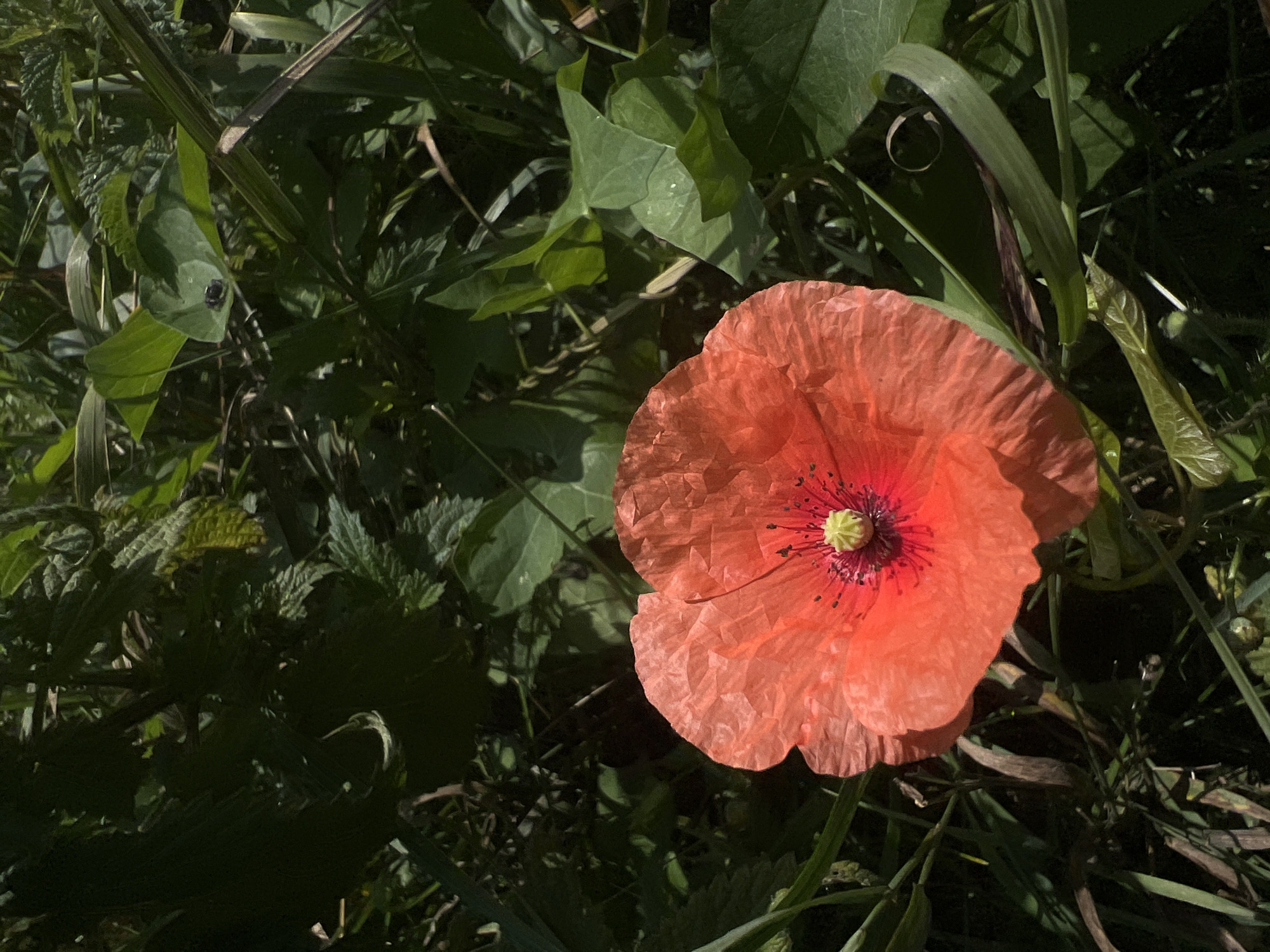 An extreme close-up, high-angle shot captures a single, vibrant orange poppy bloom in a patch of greenery. The poppy's delicate, ruffled petals are a brilliant crimson-orange, fading to a deep red at the center, which is encircled by a ring of small, black stamen and a bright green pistil. The flower is slightly tilted to the left, with its stem partially visible among the surrounding foliage. The background is a dense tapestry of various green leaves and grass, some of which are catching the sunlight, creating a play of light and shadow. The lighting suggests it is daytime, likely during a sunny period, given the strong contrasts. The overall environment appears to be a natural, overgrown area, possibly a garden or a wild patch of land. The image does not contain any people, animals, or man-made structures.