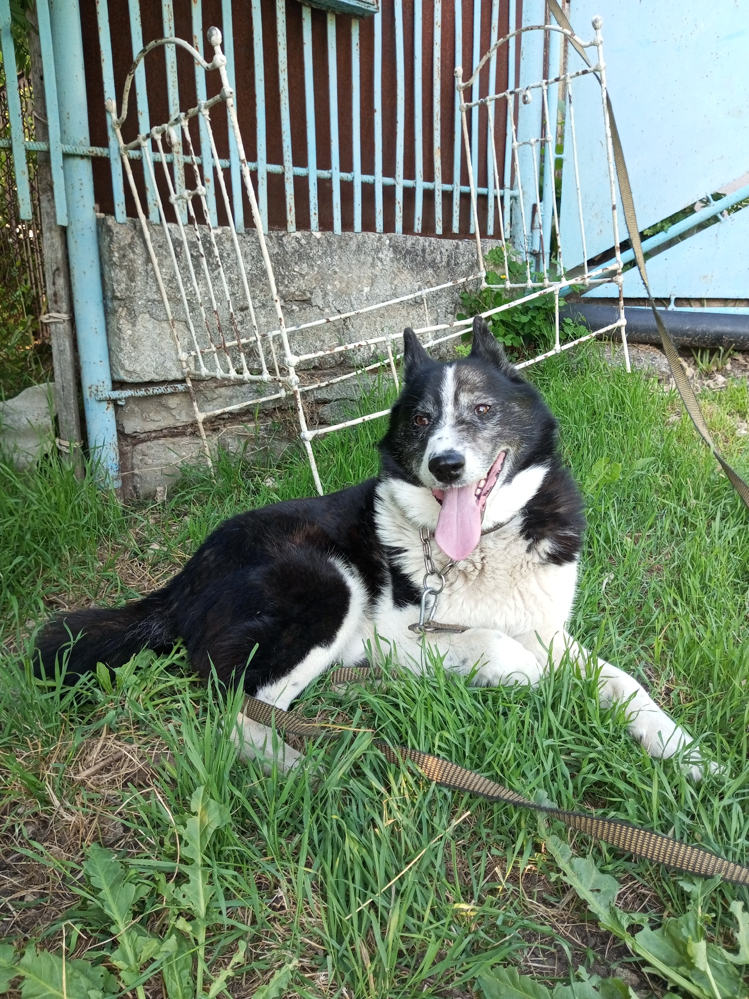 A black and white dog is lying on green grass in the city of Ароматновское сельское поселение, Ukraine. The dog is panting with its tongue out. It is wearing a metal chain collar and a brown and black leash. In the background, there is a rusty metal fence and a blue gate. The scene is lit by natural sunlight.
