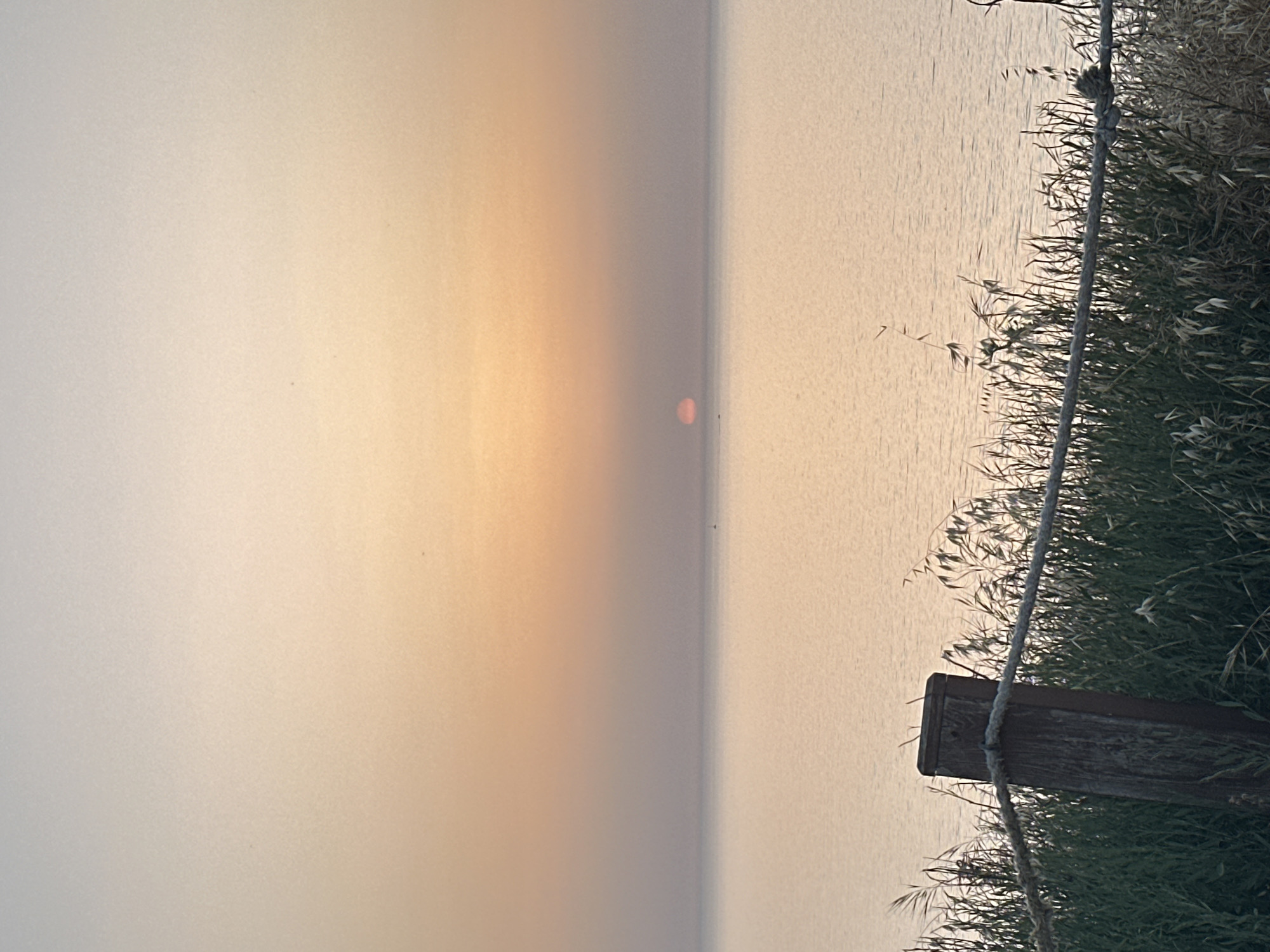 The image shows a pale sunrise over water, likely the Mediterranean Sea. A red sun is visible through the haze, low on the horizon. Along the right edge, vegetation and part of a wooden fence post are visible, suggesting a coastal location. The scene is likely a view from a park or beach area near the sea. No people are visible. Based on the description of "Tel-Aviv, Israel," the view is likely from a coastal area in or near the city.