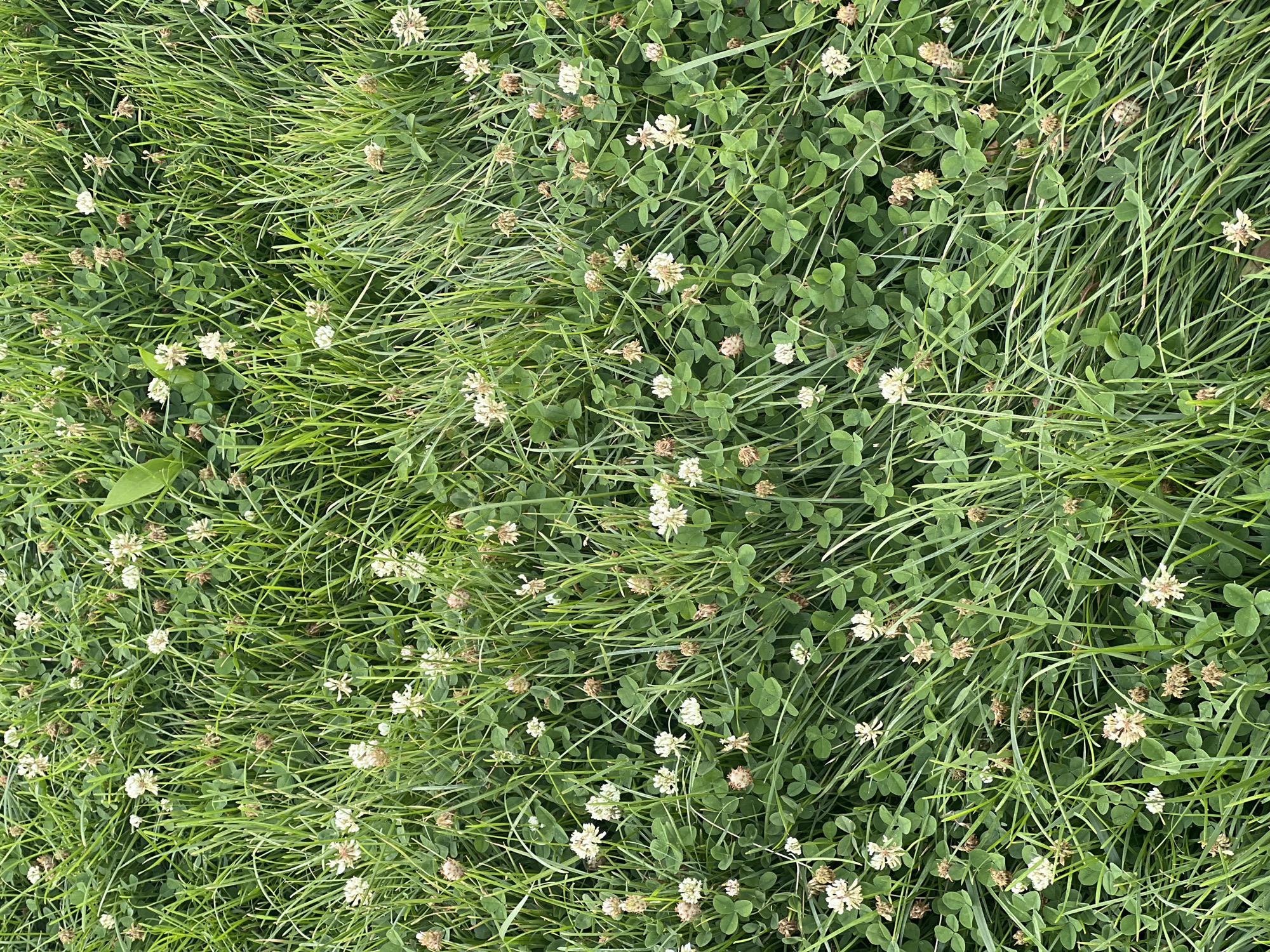 A high-angle, full-frame shot shows a close-up view of a dense patch of green grass and white clover flowers. The grass is a mixture of taller blades and shorter, finer stalks, interspersed with the trifoliate leaves and small, round white flower heads of clover. Some of the clover flowers are in bloom, while others appear to be dried or fading, with some brown seed heads visible. The overall impression is of a natural, slightly unkempt lawn or field. There are no people or animals visible in the image. The scene is an outdoor environment, likely a park or grassy area within the city of Shymkent, Kazakhstan.