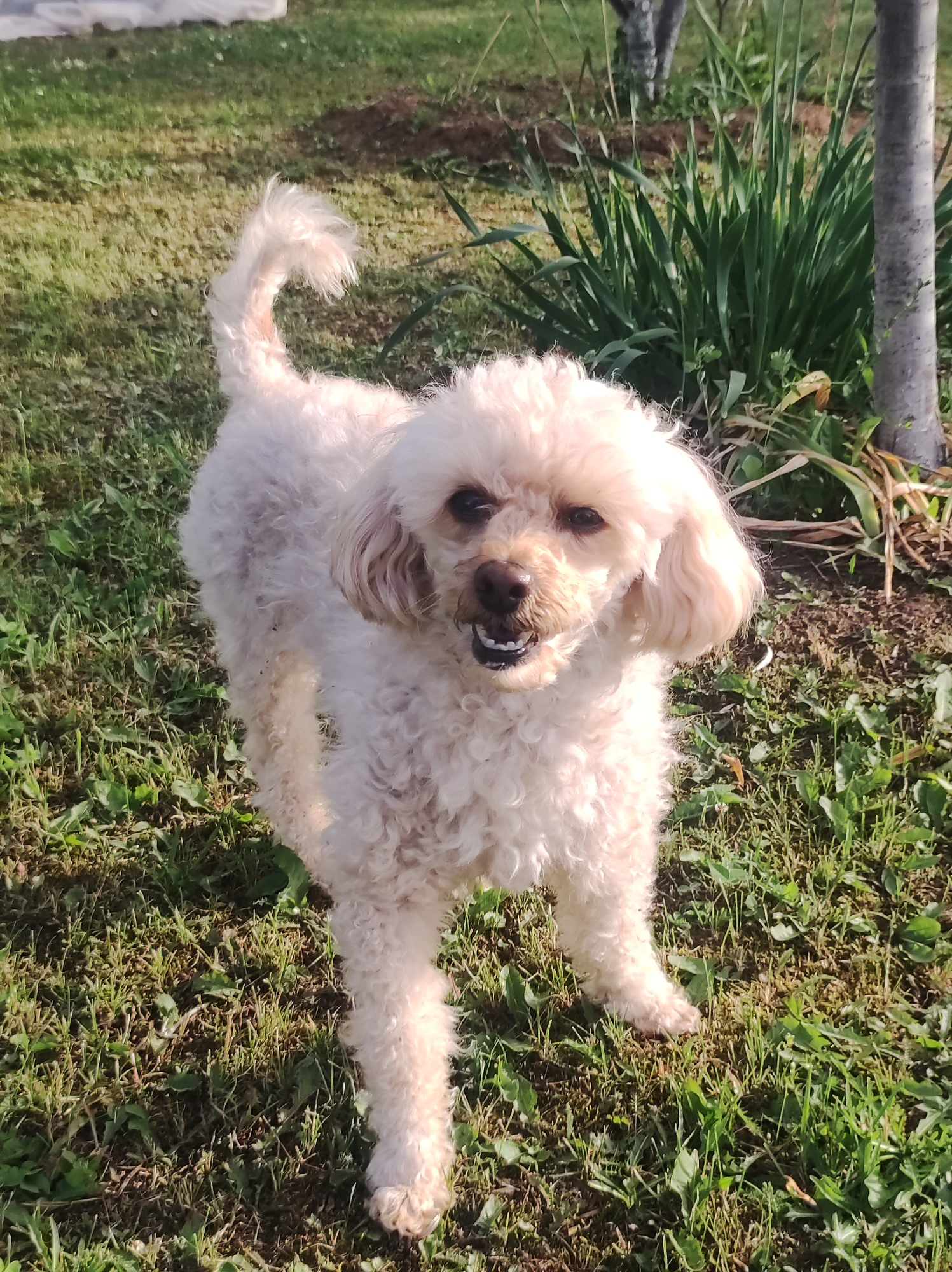 A light-colored, curly-haired dog, possibly a poodle mix, stands on a grassy area. The dog is facing the camera with its mouth slightly open, revealing teeth. It has dark eyes and floppy ears. The background consists of green grass, some dried leaves, a bush with long green leaves, and a tree trunk to the right. The lighting suggests it is daytime, with sunlight casting shadows. The location is described as Фоки, Russia.