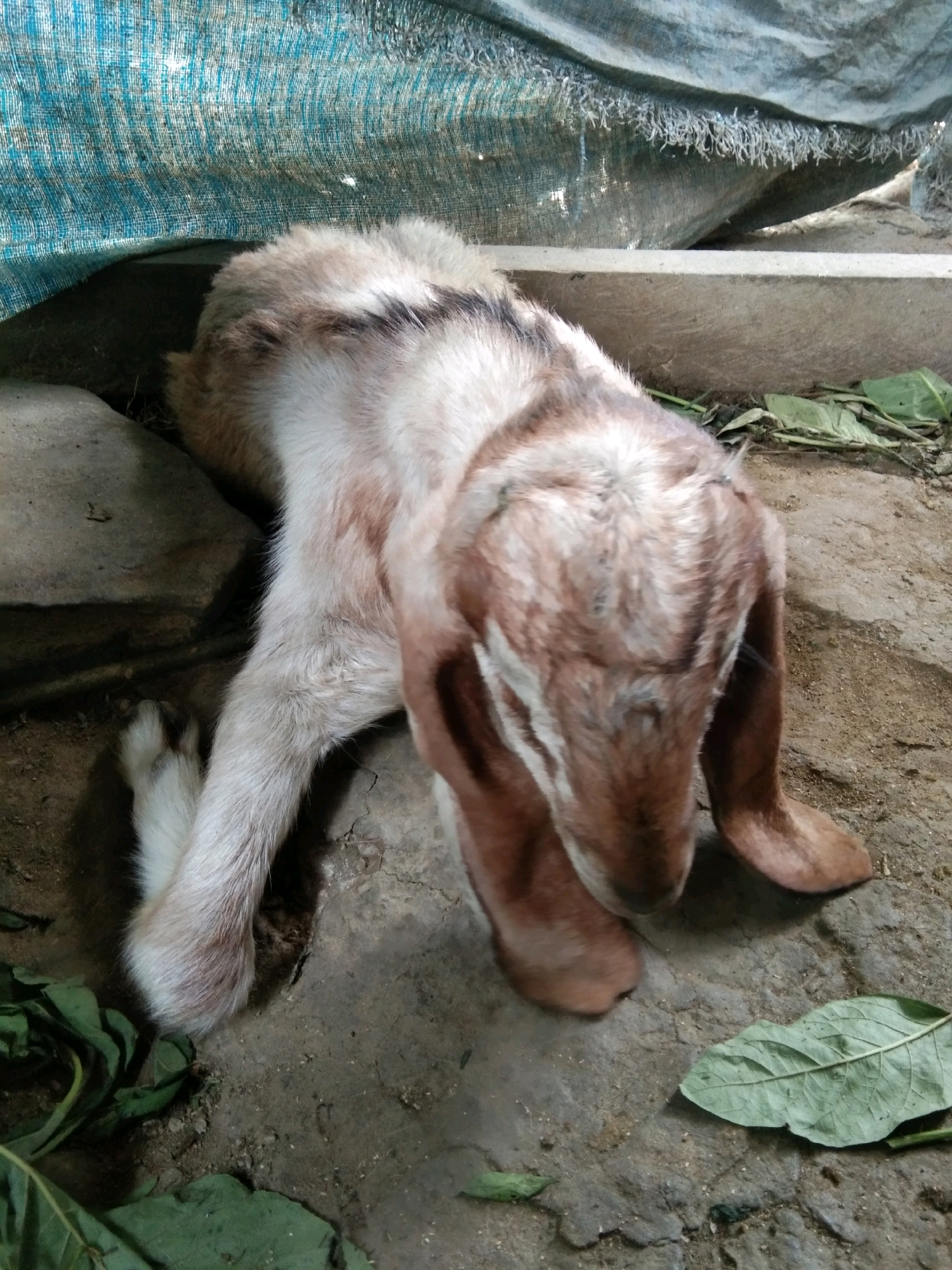 A young goat with brown and white markings rests on the dirt floor of a shed. The goat is partially covered by a blue tarp. Green leaves are scattered on the ground around the goat. The scene appears to be in Karangsambung, Indonesia.