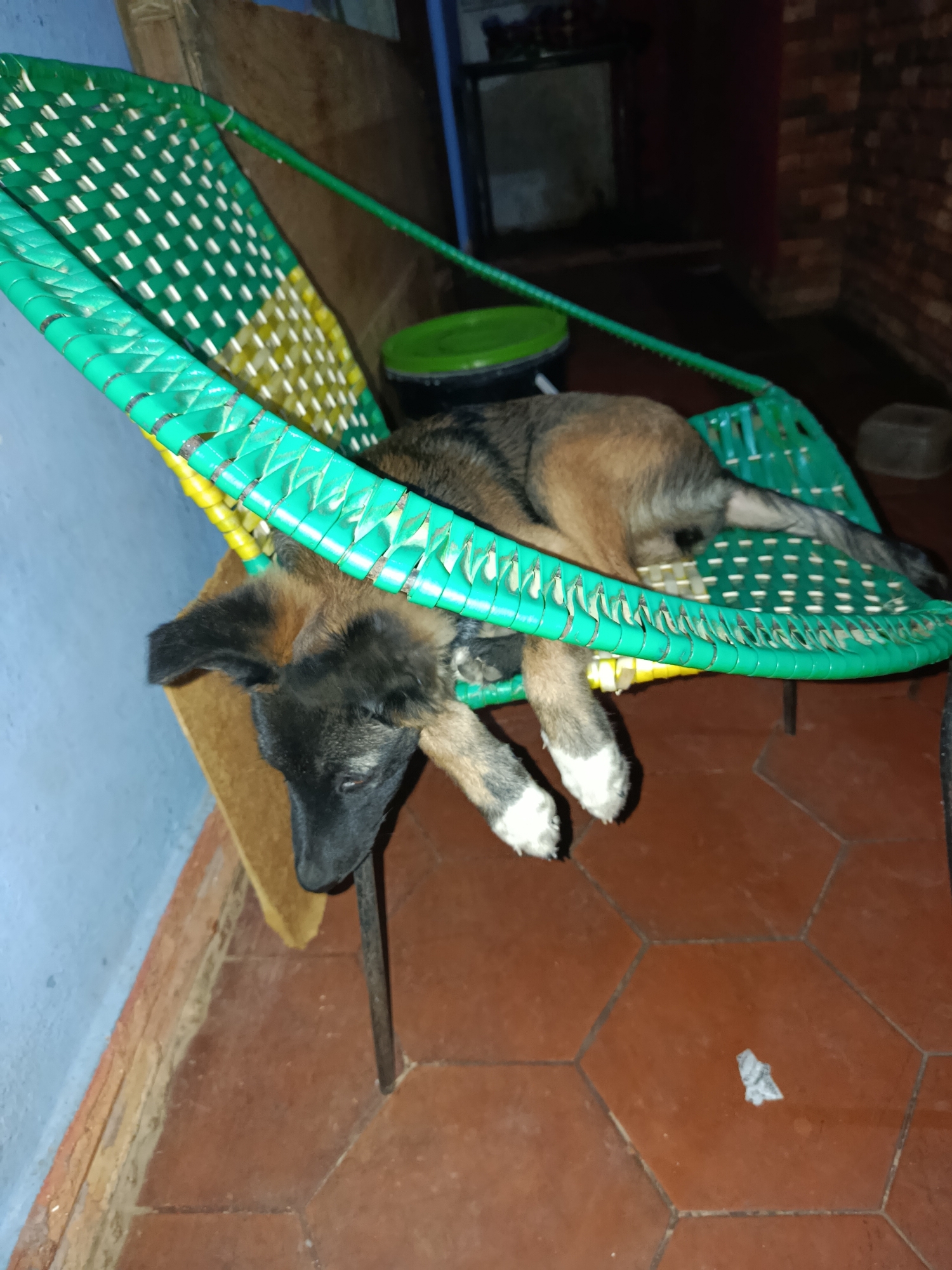 In Juan Griego, Venezuela, a small, tri-colored dog, primarily black, tan, and white, rests on a woven green and yellow hammock chair. The chair has a metal frame and is positioned indoors, as indicated by the tiled floor and a blue wall in the background. The dog is lying on its side, with its head resting on the woven material. Its front paws are visible, one of which is mostly white. To the left of the dog, a green plastic bucket is partially visible. The overall environment appears to be a domestic setting.