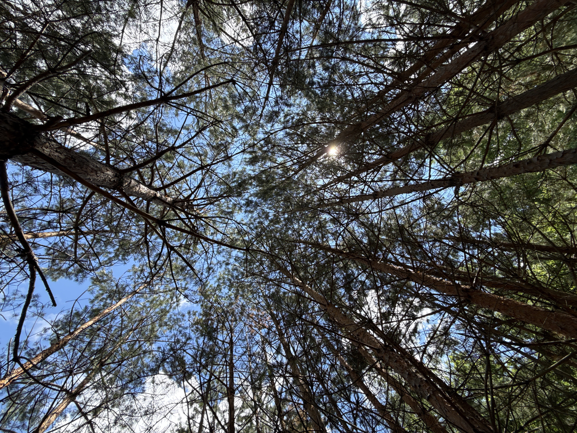 The image is a low-angle shot looking up through the canopy of pine trees. The sky is visible between the branches and needles, appearing as a bright blue with scattered white clouds. The sun is partially visible through the foliage, creating a lens flare effect. The tree trunks are rough and brown, and the branches are dark and complex, forming a dense network against the sky. The overall impression is of a dense forest. The location is identified as Khmilna, Ukraine, which suggests a natural outdoor environment. There are no people or animals visible in the image. The scene depicts a moment in nature, focused on the interplay of light and shadow within a forest.