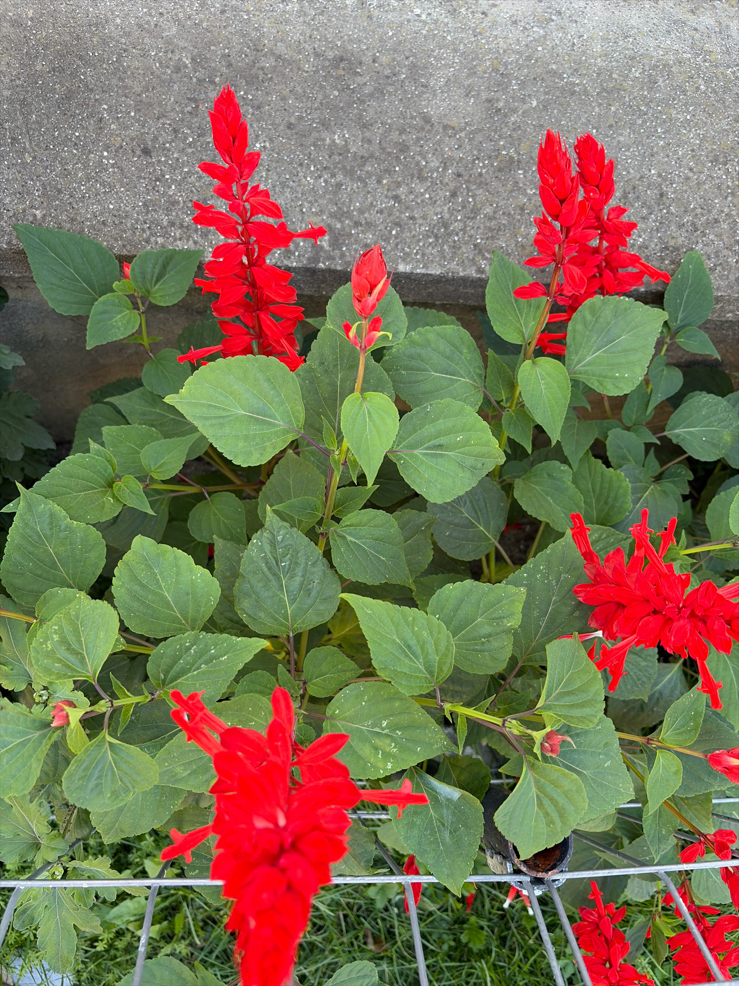 The image shows a close-up of vibrant red Salvia flowers growing outdoors, with a textured gray concrete wall in the background and a wire fence in the foreground. The Salvia plants have lush green leaves and tall spikes of bright red blossoms. The concrete wall appears to be a boundary or support structure, possibly part of a garden or walkway. The wire fence suggests a defined border or enclosure, with some green grass and foliage visible beneath it. The overall scene is natural and appears to be in a temperate climate, consistent with a location like Oxentea, Moldova. There are no people or animals visible in the image, and no discernible actions or interactions are taking place. The lighting suggests it is daytime.