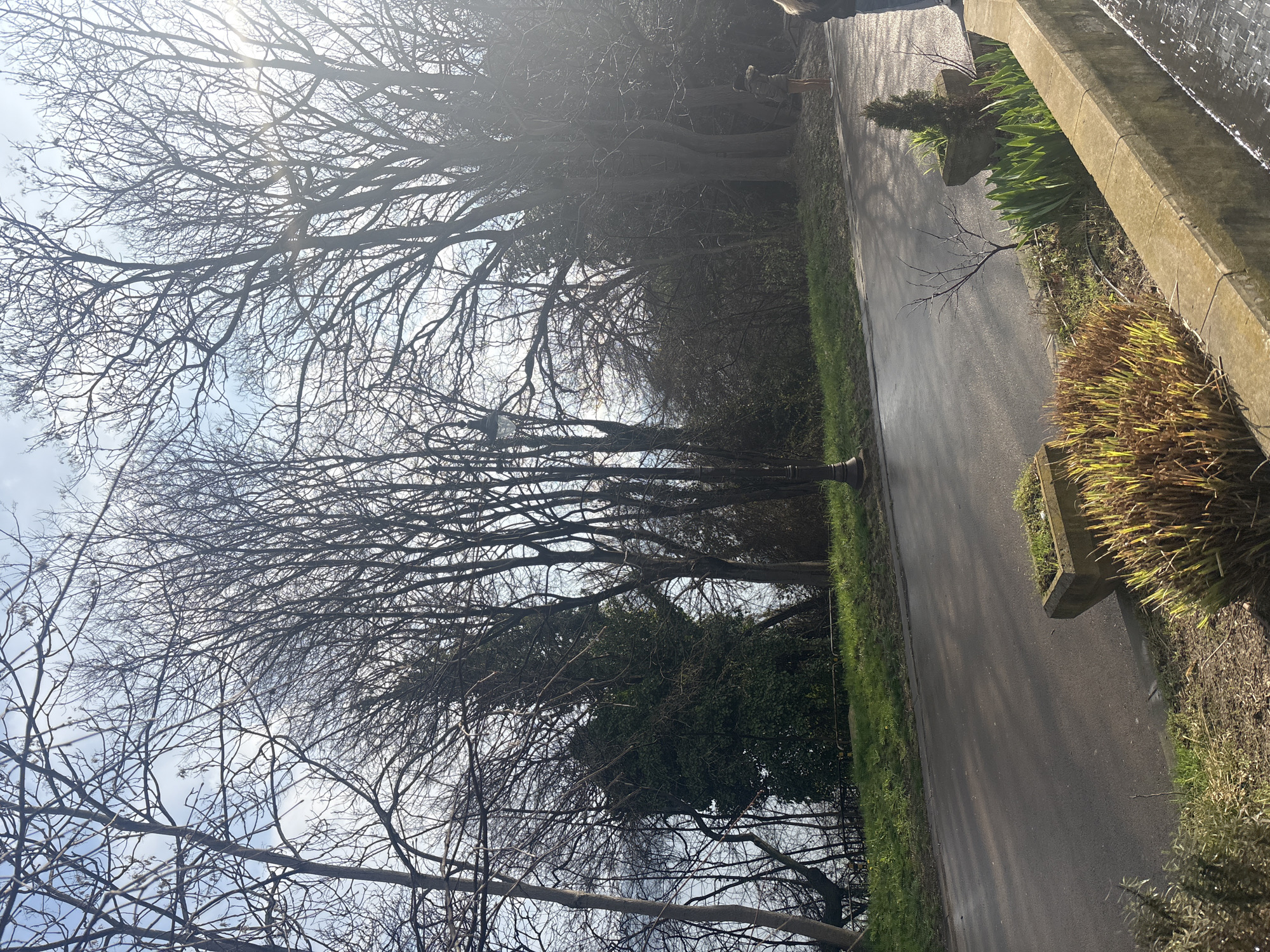 The image shows a tree-lined pathway, possibly in a park, with a sidewalk alongside a low concrete retaining wall and planting beds. The trees are predominantly bare, indicating a late autumn or winter scene. The sky is visible through the branches, appearing bright with diffused sunlight.
Details:
* **Path and Sidewalk:** A gray paved path runs alongside a sidewalk.
* **Concrete Structure:** A low, rectangular concrete structure (possibly a retaining wall or the edge of a flower bed) is visible on the right.
* **Vegetation:** There are planting beds next to the concrete structure containing plants, with both green and yellowed vegetation. Grass lines the side of the road.
* **Trees:** Numerous trees are present, their branches bare.
* **Sky:** The sky is bright and hazy, visible through the network of branches.
Given the setting of Varna, Bulgaria, and based on the visual information, the image could depict a pathway in one of the city's parks, such as Sea Garden (Morska Gradina). However, without more specific landmarks, it is impossible to pinpoint the exact location. No individuals are clearly visible in the main subject of the frame.