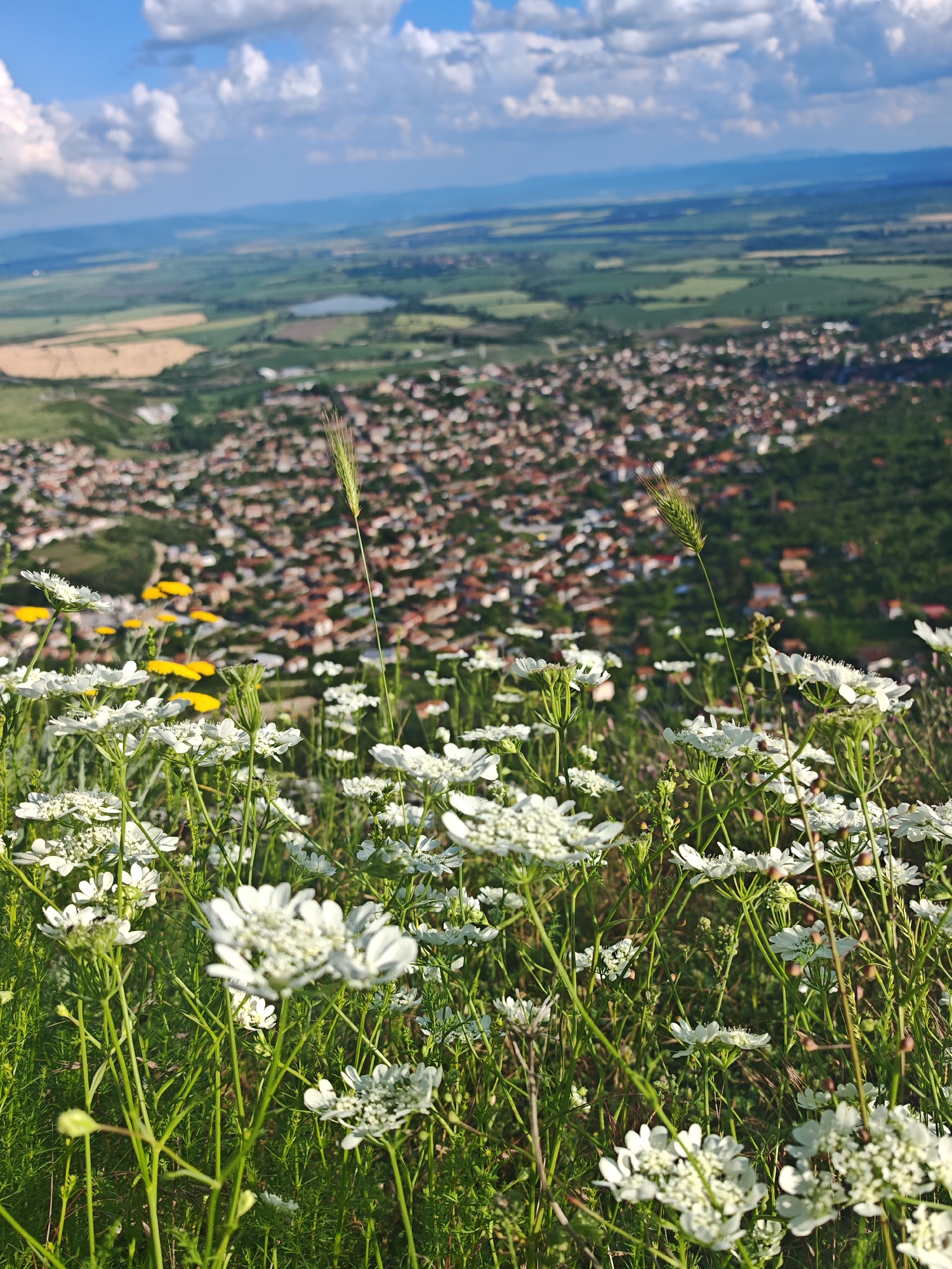 This image presents a high-angle panoramic view overlooking the city of Shumen, Bulgaria, captured from an elevated position, consistent with the Shumen Plateau. The foreground is dominated by a dense cluster of white wildflowers with umbelliferous inflorescences, characterized by delicate petals and slender green stems. These flowers are interspersed with various green grasses, and several yellowish flowers are visible slightly further back within the floral arrangement. A tall, solitary stalk of a cereal plant, possibly wheat or barley, with a distinct seed head, rises vertically towards the upper midground.
The midground reveals a sprawling urban landscape identified as Shumen. This area is densely populated with numerous residential buildings, predominantly featuring reddish-brown tiled roofs. Sections of green trees and foliage are interspersed within the cityscape, particularly on the right side of the urban expanse.
The background extends into a vast rural plain, segmented into agricultural fields of varying shades of green and yellowish-brown. A distinct, irregularly shaped body of water, likely a reservoir or lake, is visible on the left side of this distant landscape. A hazy outline of distant hills or mountains defines the far horizon. The sky above is a clear blue, adorned with scattered white cumulus clouds. No human figures are present in the scene.