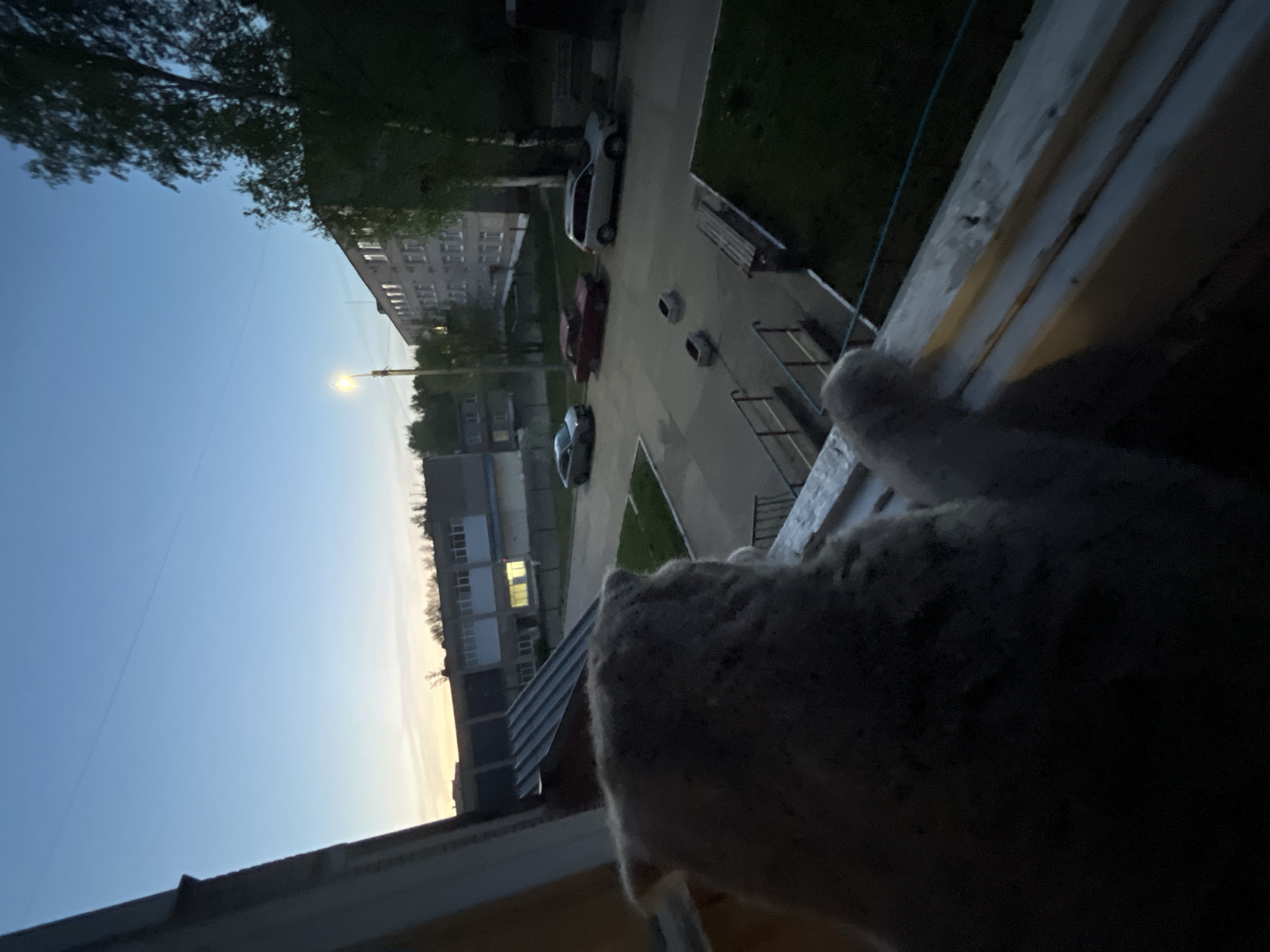 The image depicts a view from a window overlooking a street scene in what appears to be Chaikovsky, Russia. The sky suggests it is either early morning or late evening. In the foreground, a partially obscured cat is near the window frame. The street below contains parked cars, a sidewalk with benches, and a pedestrian area. Buildings, including apartment complexes, are visible in the background. A street light is also present. The image appears to be taken from an elevated position, likely from an apartment window.
