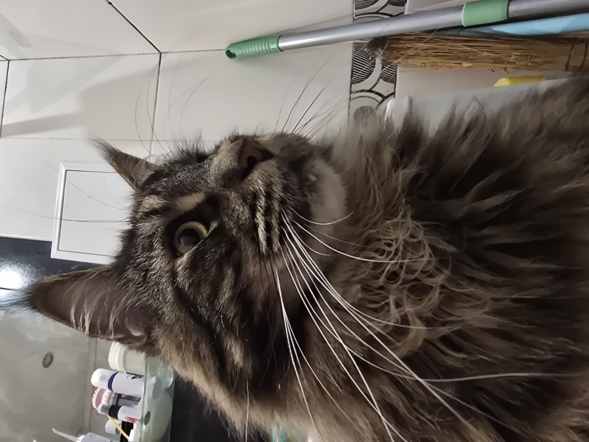 A close-up, eye-level, indoor shot shows the head and chest of a large, brown, tabby Maine Coon cat with long whiskers and shaggy fur. The cat's left ear is visible, and its green eyes are looking towards the right side of the frame. In the background, there is a white tiled wall with a green-handled cleaning tool leaning against it. To the left of the cat, a shelf is visible with various bottles and containers. The image appears to be taken in a bathroom or similar domestic setting. The exact location in the city of Unknown, Unknown is not discernible from the image content.