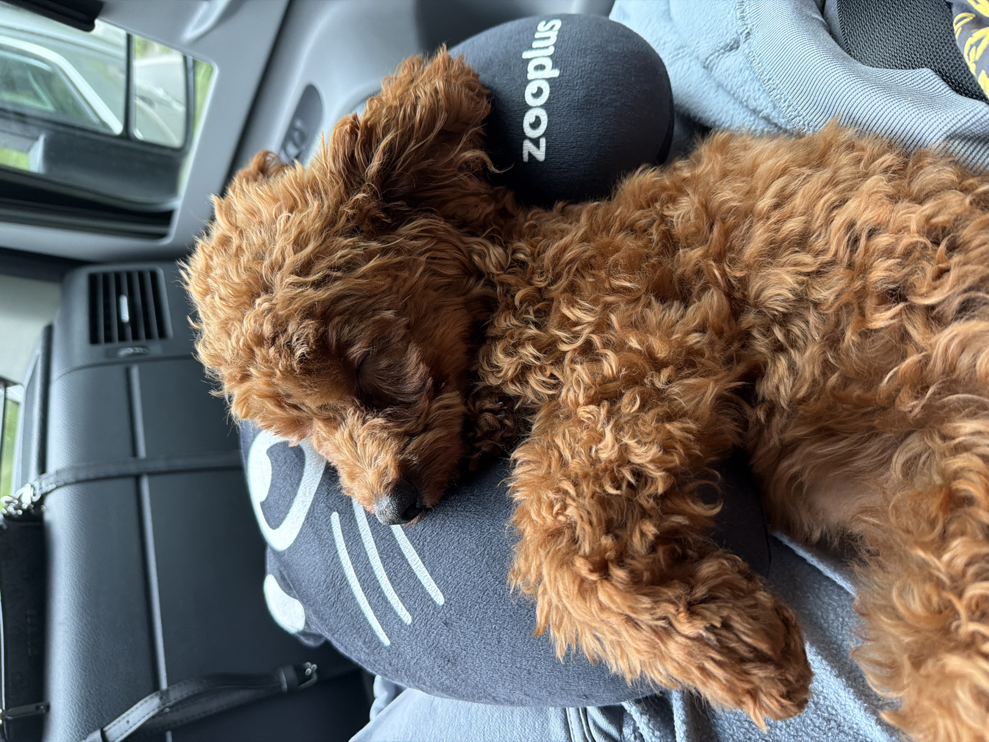 A reddish-brown, curly-haired dog is sleeping on a dark gray travel pillow in a car. The pillow has a white cat face design and the word "zooplus" in white lettering. The dog is curled up, with its head resting on the pillow and its paws extended. The background shows the interior of a car, with dark gray seats and a window reflecting the outside environment. The image appears to have been taken during daylight. There is no indication of the location in Mirkovo, Bulgaria.