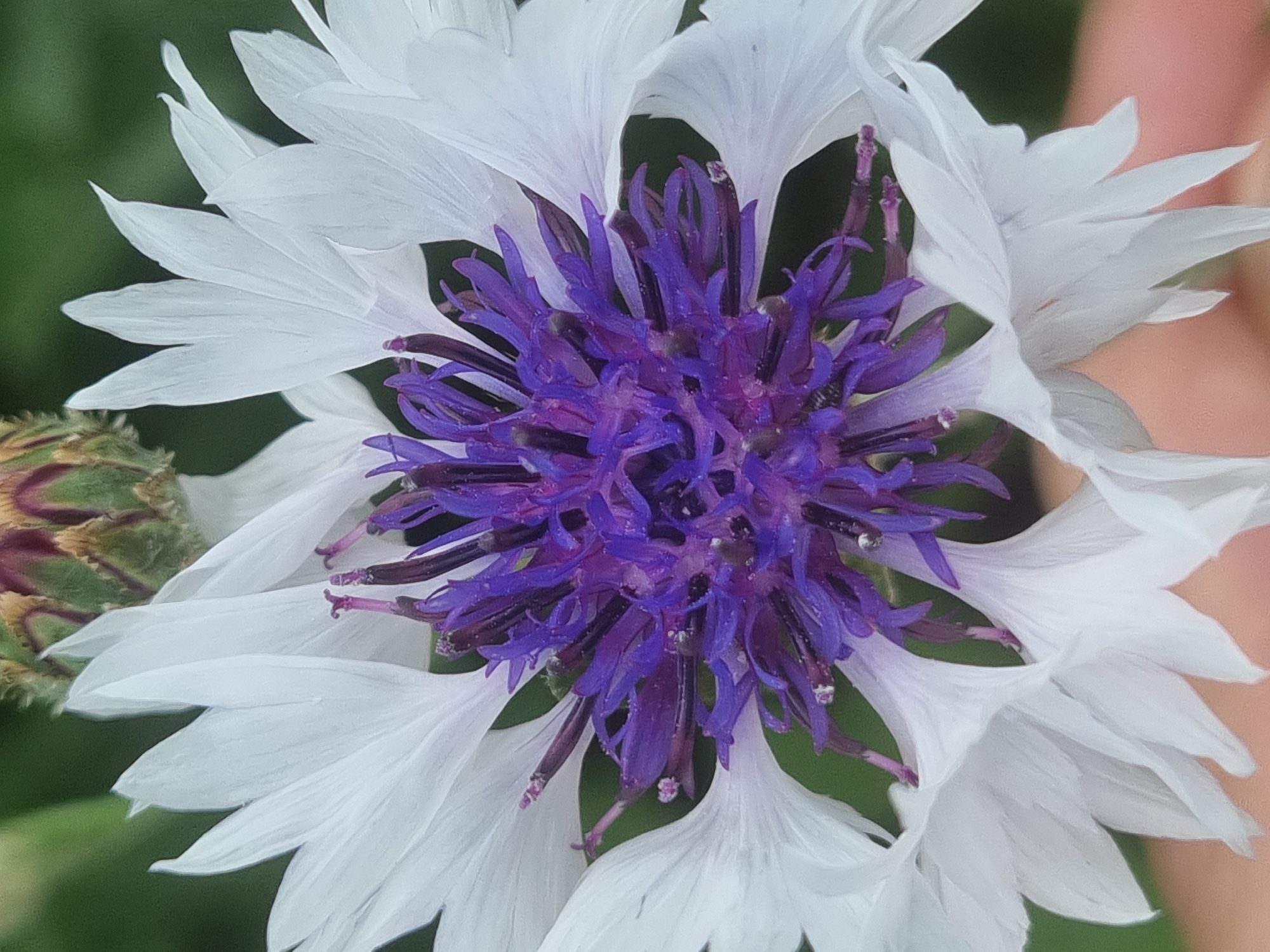 This is a close-up, macro photograph of a white cornflower with a purple center. The flower is in full bloom and its petals are delicately arranged around the central disc florets. The background is a soft blur of green, suggesting a natural outdoor setting, possibly in a garden or field. The lighting appears to be natural daylight, highlighting the textures and colors of the flower. The image is sharp and detailed, allowing the viewer to appreciate the intricate structure of the bloom. The location is specified as Varputėnai, Lithuania. There are no people or any other discernible objects or actions in the image.