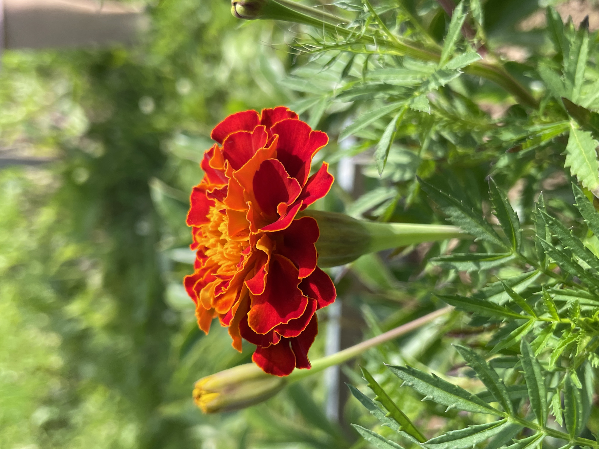 A close-up, eye-level shot focuses on a vibrant marigold flower in full bloom, with its ruffled petals displaying a gradient of deep red to bright orange. The flower is surrounded by lush green foliage, with some unopened buds visible to the left and right. The background is softly blurred, suggesting an outdoor setting with dappled sunlight filtering through green leaves. The image appears to be taken in a garden or natural area within the settlement of Kumyony, Kirov Oblast, Russia. There are no people or animals present in the scene.