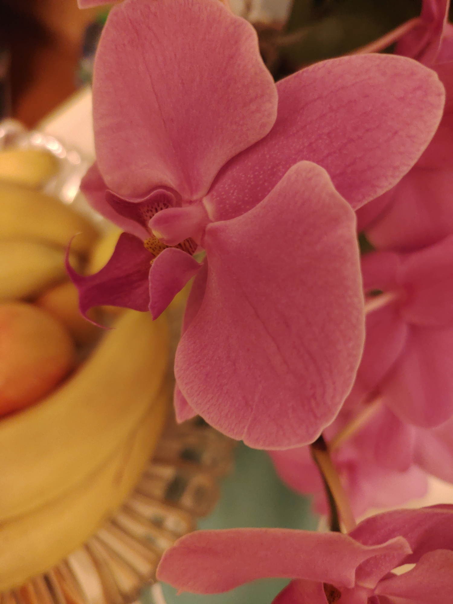 A close-up shot of a pink orchid in a pot. The orchid has large, delicate petals and a prominent stamen. In the background, a bunch of bananas and an orange are visible in a basket. The lighting is soft and diffused, creating a warm and inviting atmosphere. The location is a private residence in Konakovo, Russia.