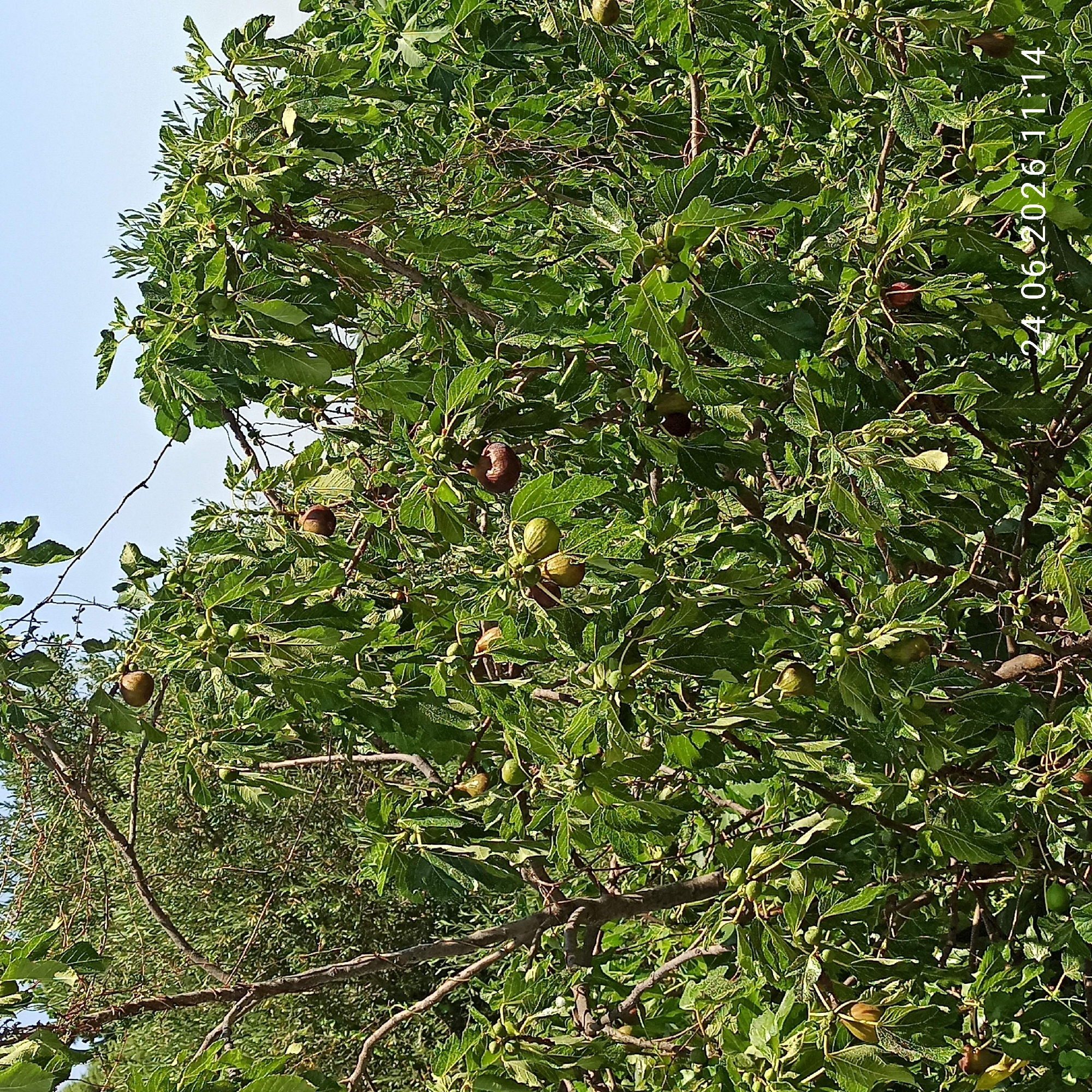 This media file shows a close-up view of a fig tree laden with unripe and ripe figs. The leaves are a vibrant green, and the branches are a mix of brown and green. Several figs are visible, in various stages of development, some green and small, others larger and tinged with brown or purple, indicating ripeness. The tree appears healthy and is growing in a sunny outdoor environment. The background consists of a clear blue sky and hints of more greenery from surrounding trees. The image seems to be taken during the daytime, with natural sunlight illuminating the scene. There are no people or animals visible. The overall impression is one of abundance and natural growth. A timestamp in the upper right corner of the image reads "24.06.2026 11:14".