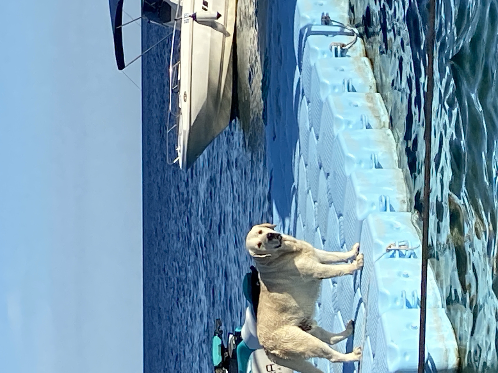 A light-colored Labrador Retriever stands on a floating dock made of blue plastic cubes. Behind the dog, to the left, are parts of two jet skis, one teal and white, the other white with a black seat. To the right and further back, a white boat with a dark blue canopy is moored on the blue water. The horizon is visible in the background, with a clear blue sky above. The location is the bay of Kotor, near Prijevor, Montenegro.