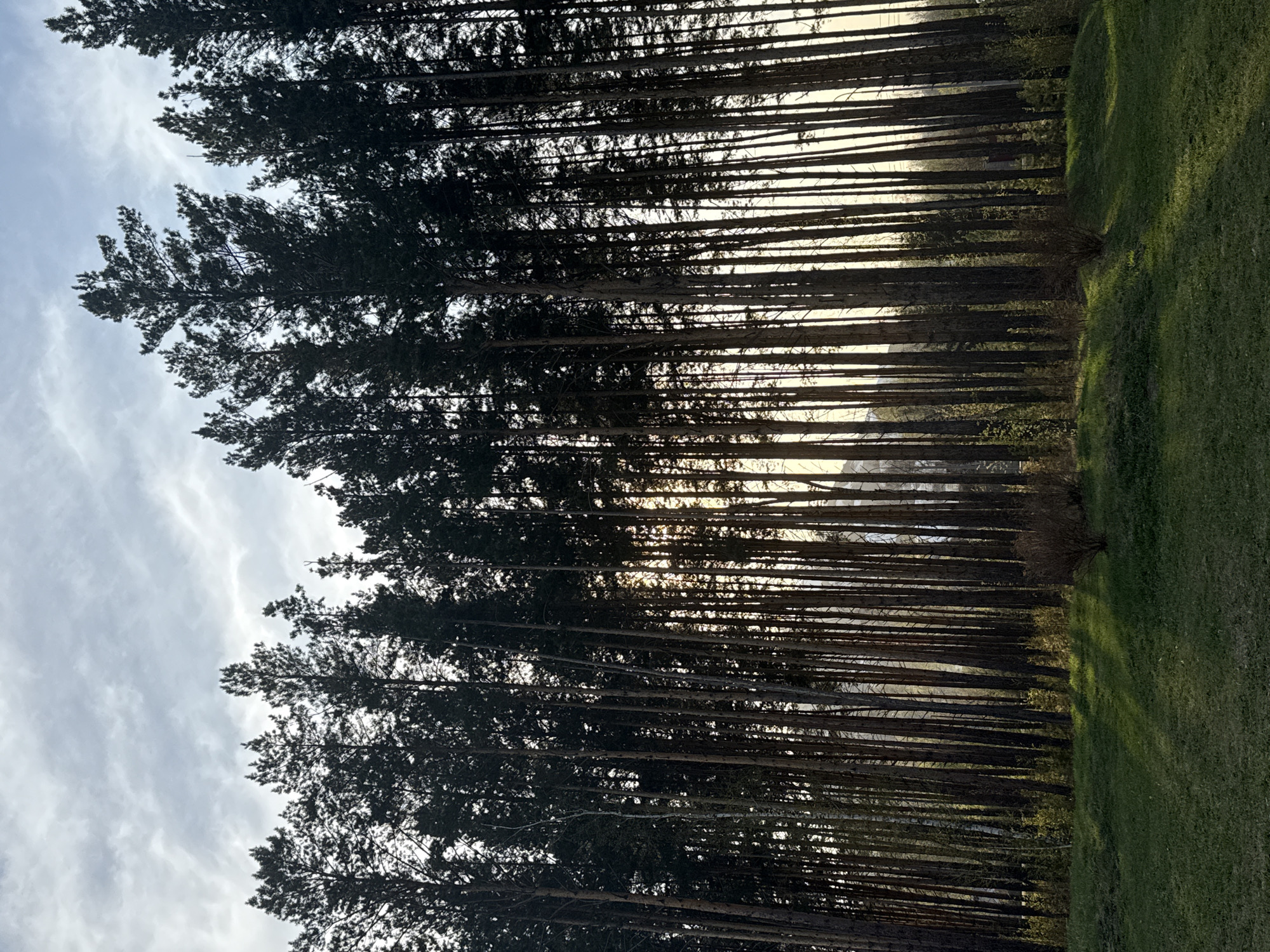 A dense row of tall, slender trees stands between a grassy area and a sky with light clouds. The trees' dark trunks and foliage create a screen, with sunlight filtering through them in certain spots. The grassy area is a lighter shade of green. The image is possibly from Krasnoyarsk, Russia, although there are no elements to confirm the location.