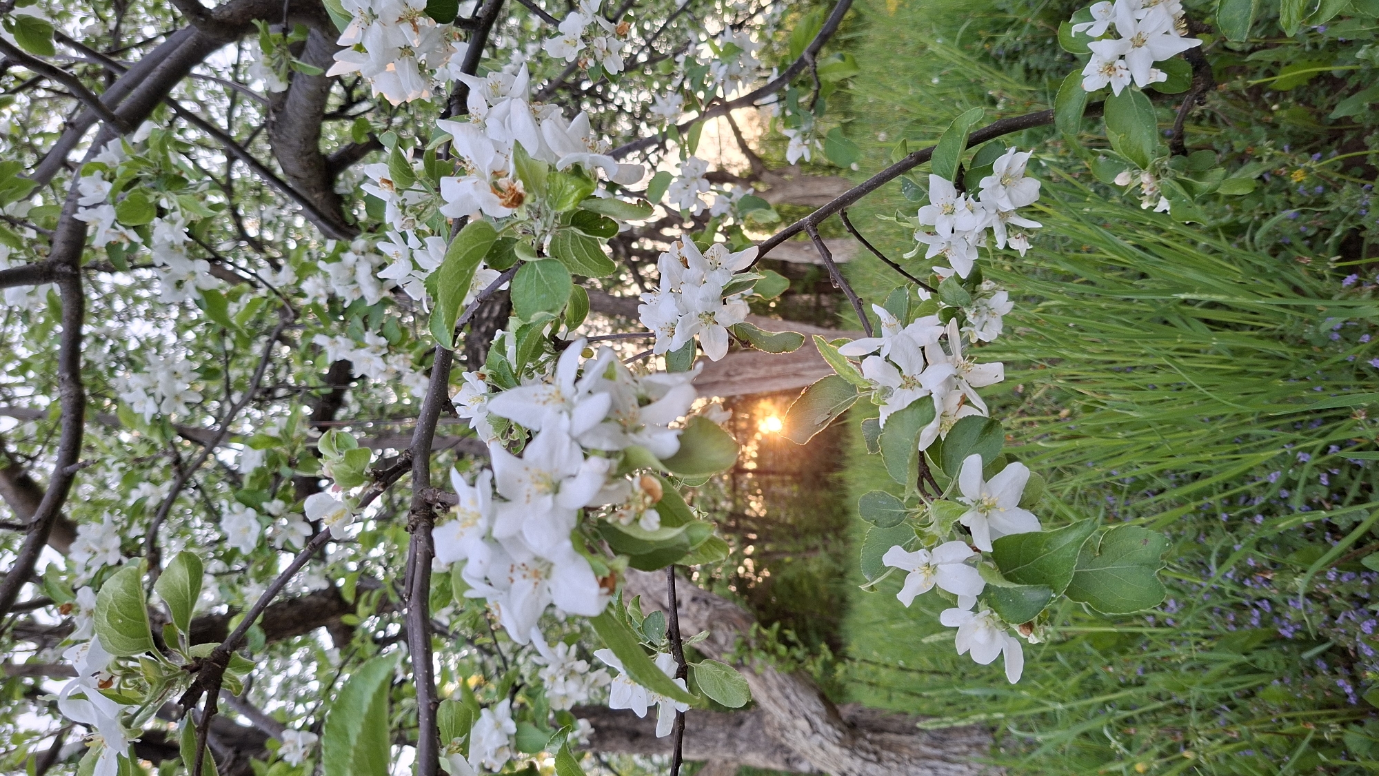 The image shows a close-up view of white apple blossoms on tree branches, possibly in Большой Букор, Russia. The blossoms are in full bloom, with green leaves visible amongst the flowers. Behind the branches, there is a glimpse of green grass and a wooden structure, perhaps a fence or bridge. The sun is setting, creating a golden light filtering through the branches and adding a warm glow to the scene.