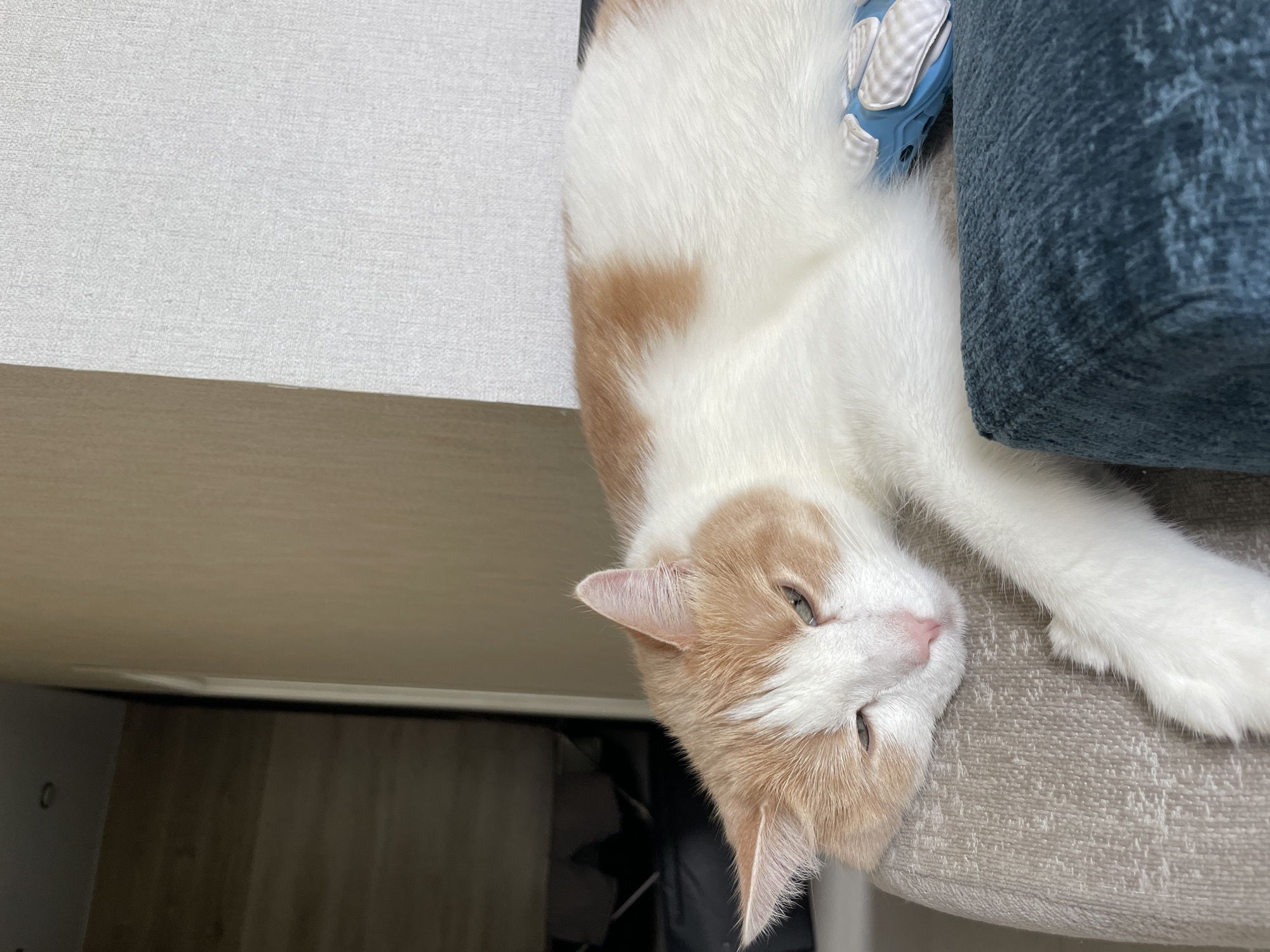 An orange and white cat is resting on a textured, beige upholstered chair. The cat is lying on its side, with its head propped up and eyes partially closed, appearing sleepy. Its fur is white with patches of orange. A blue and white object, possibly a toy, is partially visible beneath the cat's body. The background consists of a textured wall and a doorway leading to a darker area with wooden flooring. The scene is indoors, suggesting a domestic setting.