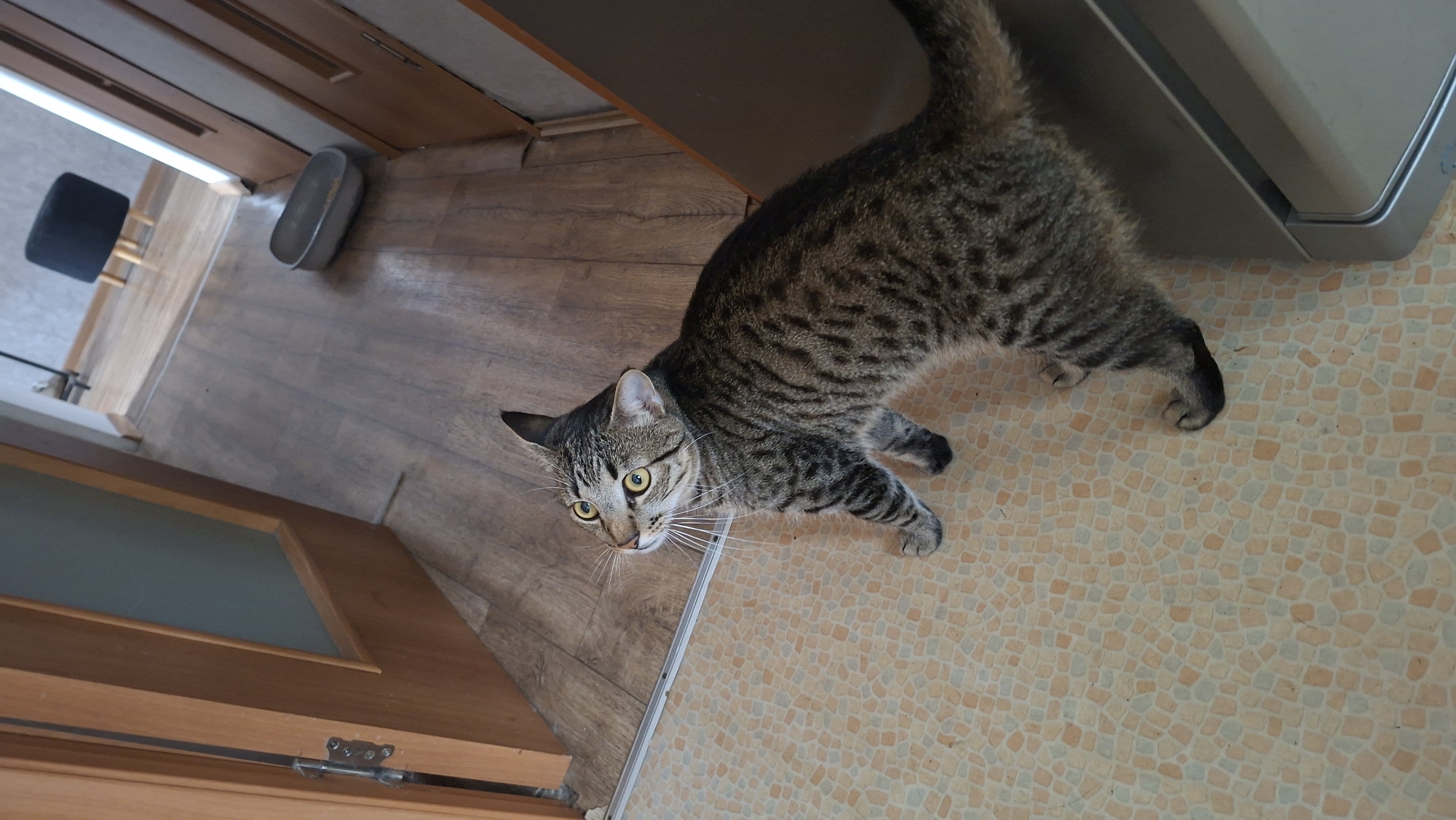 A tabby cat stands on a tiled floor, looking upwards and to its left. The cat is positioned near a wooden door frame. In the background, a hallway is visible with wooden flooring, a black stool, and a gray pet food bowl. The scene appears to be indoors, possibly a residential interior in Myadzyel, Belarus.