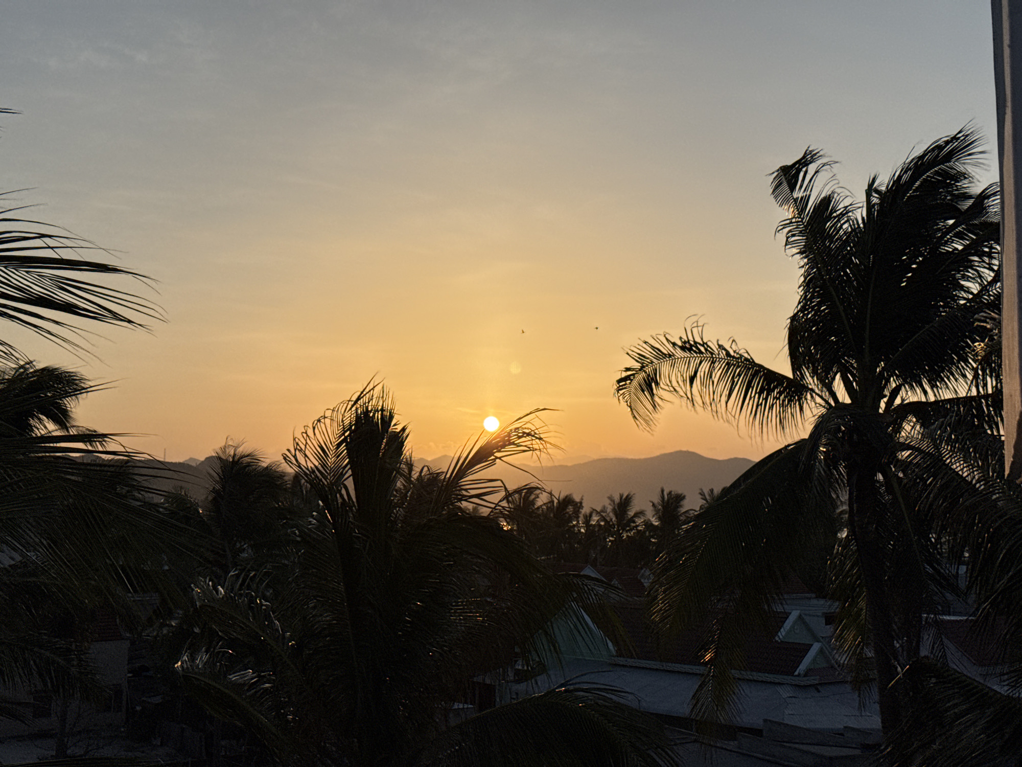 A sunset scene over the city of Song Cau, Vietnam, features silhouetted palm trees in the foreground against a warm, gradient sky transitioning from a pale yellow near the horizon to a light blue at the top. The sun, a bright orange orb, is visible near the center of the frame, partially obscured by palm fronds. Distant mountains form a hazy silhouette behind the trees, and rooftops of buildings are visible through gaps in the foliage. The overall atmosphere is serene, with a hint of tropical ambiance due to the prominent palm trees.
