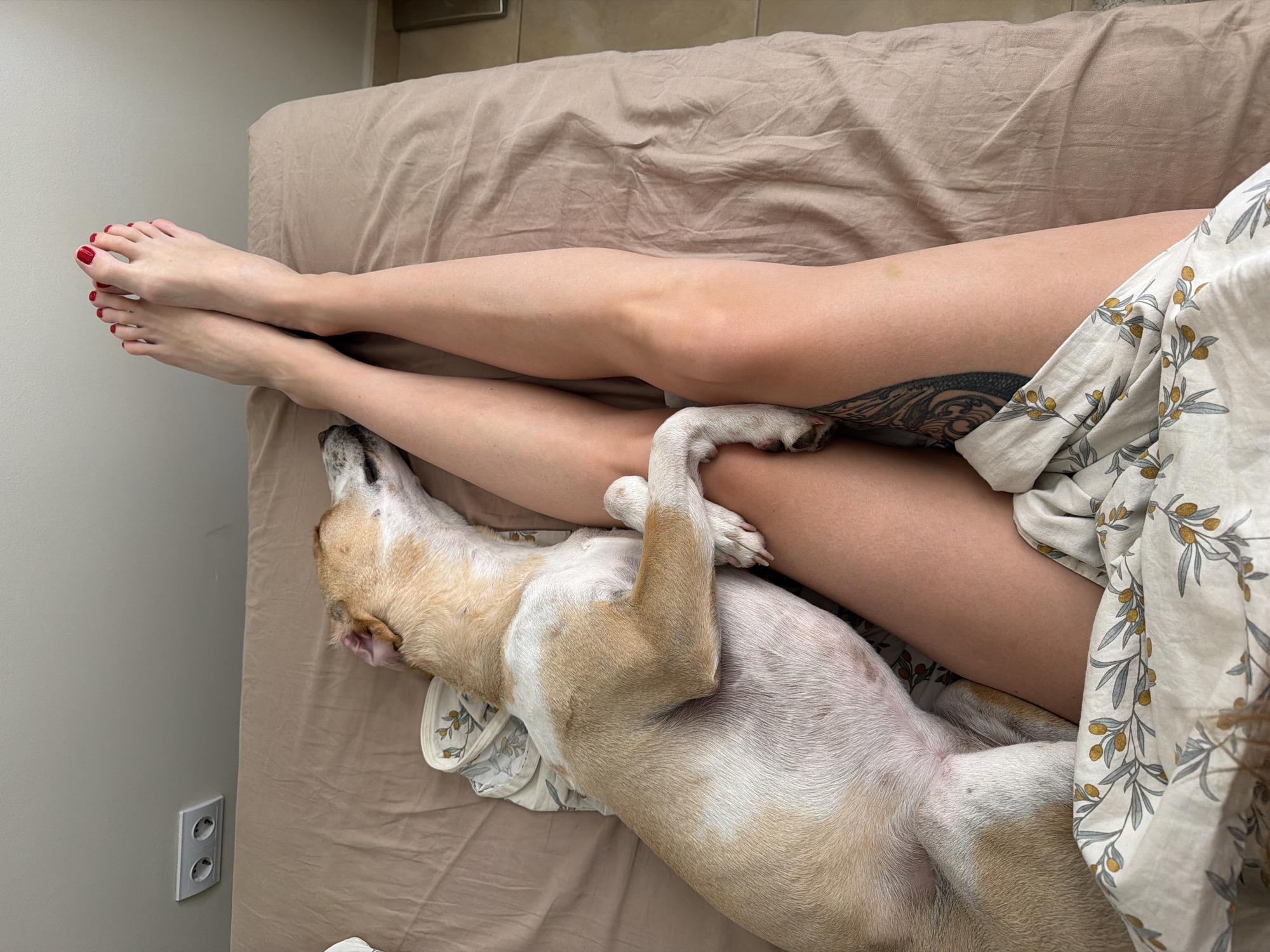A high-angle indoor shot shows a person lying in bed with a dog. The person has fair skin and legs with red nail polish. The left leg has a tattoo near the upper thigh. The dog is light brown and white and is lying on its back, resting between the person's legs. The bed has a tan-colored sheet, with a patterned sheet partially covering the person. The bed is near a white wall with an electrical outlet. The setting appears to be a bedroom. The location in the city of Budva, Montenegro, cannot be determined from the image.