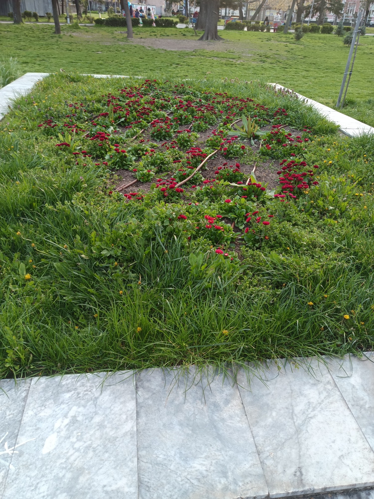 The image shows a flower bed in a park. The flower bed is roughly square, bordered by marble tiles. Inside the border, there are red flowers growing amidst green foliage and some weeds. A drip irrigation system is visible among the flowers. The grass surrounding the flower bed is green and well-maintained. In the background, there are trees and a few people are walking on a path. The location is a park in the city of Targovishte, Bulgaria.