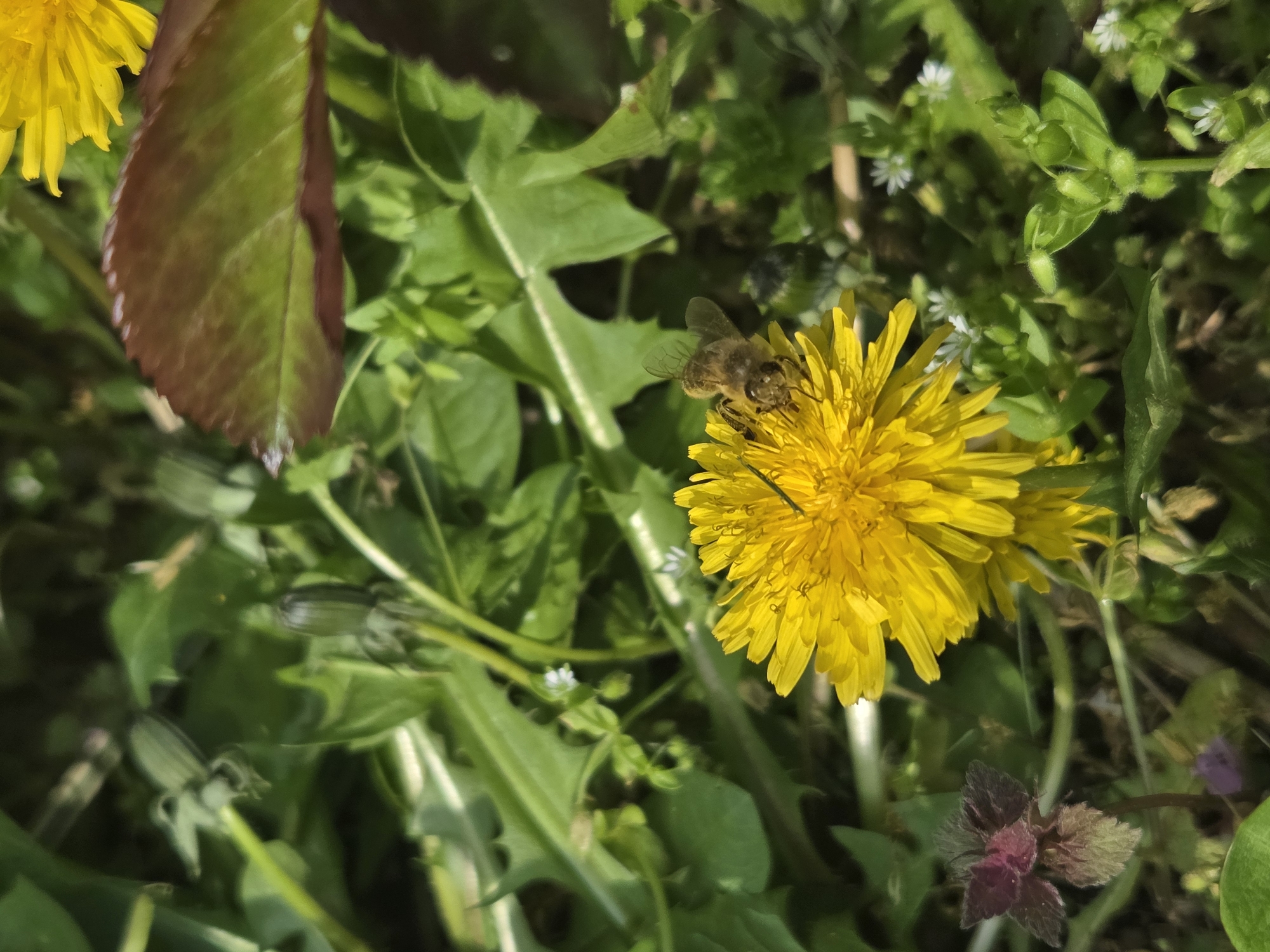 The image presents a vibrant, close-up view of a natural outdoor scene in Balabansko, Bulgaria, bathed in bright daylight. The setting appears to be a garden or a wild grassy area, characterized by lush green foliage.
The primary subjects are a bee and a bright yellow dandelion, positioned in the center-right of the frame. The bee is actively collecting nectar or pollen from the fully bloomed dandelion. Another partially visible yellow dandelion is in the upper-left corner, and several dandelion buds are scattered among the background greenery.
Various plants contribute to the verdant environment. A distinctive leaf with a serrated edge, partially green and partially reddish-brown, is visible in the upper-left quadrant. In the background, small white flowers, likely common chickweed, are interspersed among the green leaves. A small plant with purplish-pink flowers or bracts, possibly purple dead-nettle, can be seen in the lower-right corner, adding a touch of varied color to the predominantly green and yellow palette.
The overall scene suggests a sunny, fair-weather day in spring or early summer, highlighting the intricate activity within a natural ecosystem. There is no visible text in the image.